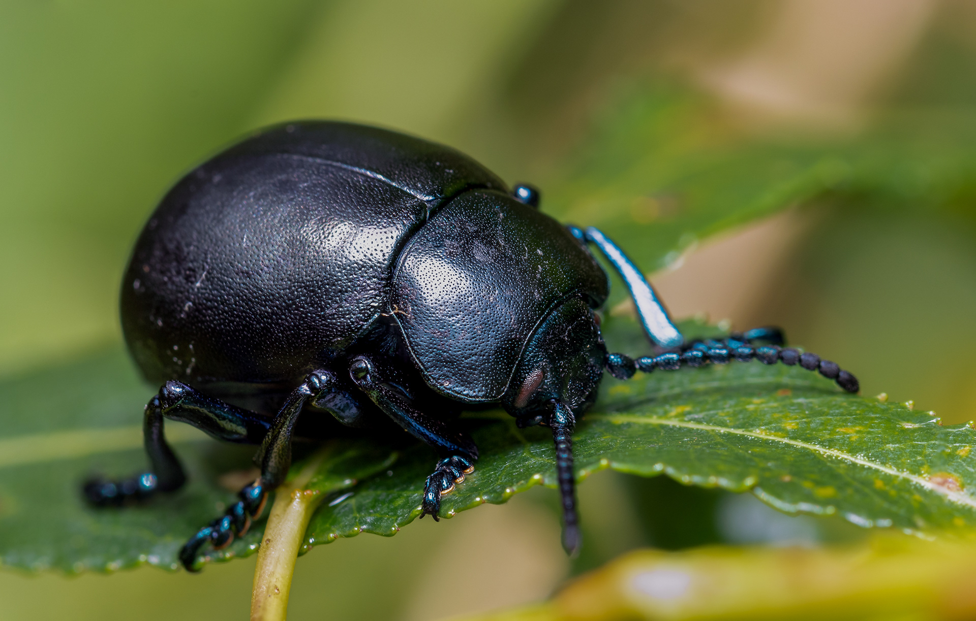 Bloody Nosed Beetle (Timarcha tenebricosa)