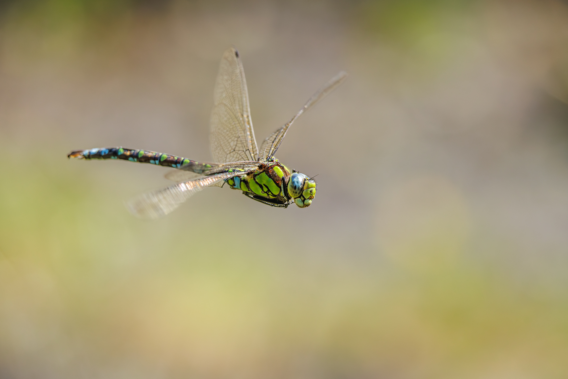 Southern Hawker (Aeshna cyanea)