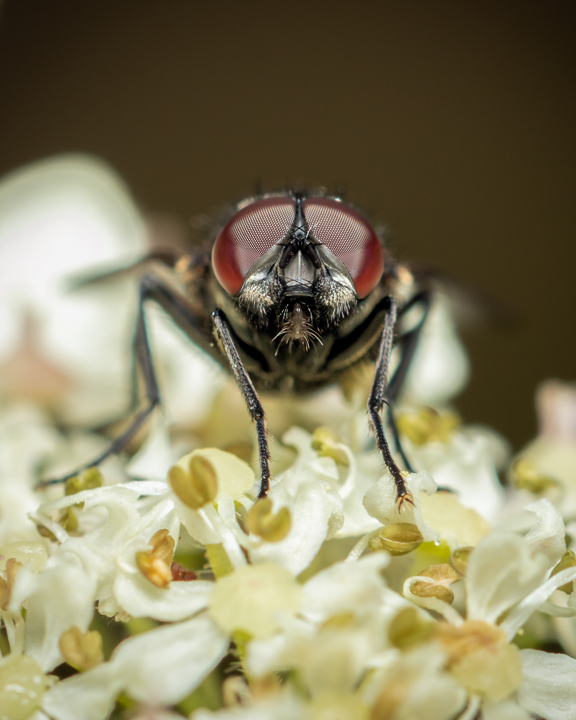 Face Fly (Musca autumnalis)