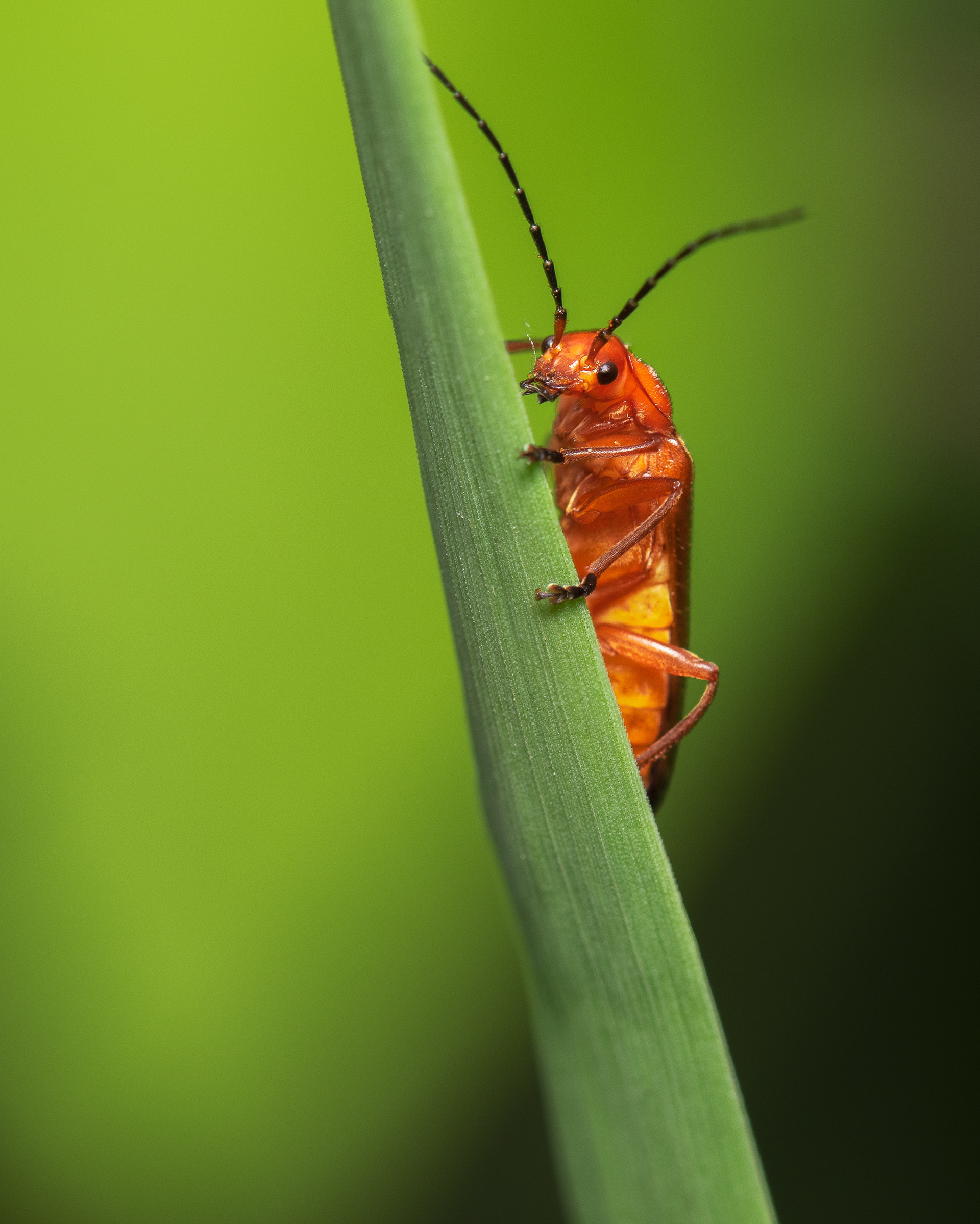 Red Soldier Beetle (Rhagonycha fulva)