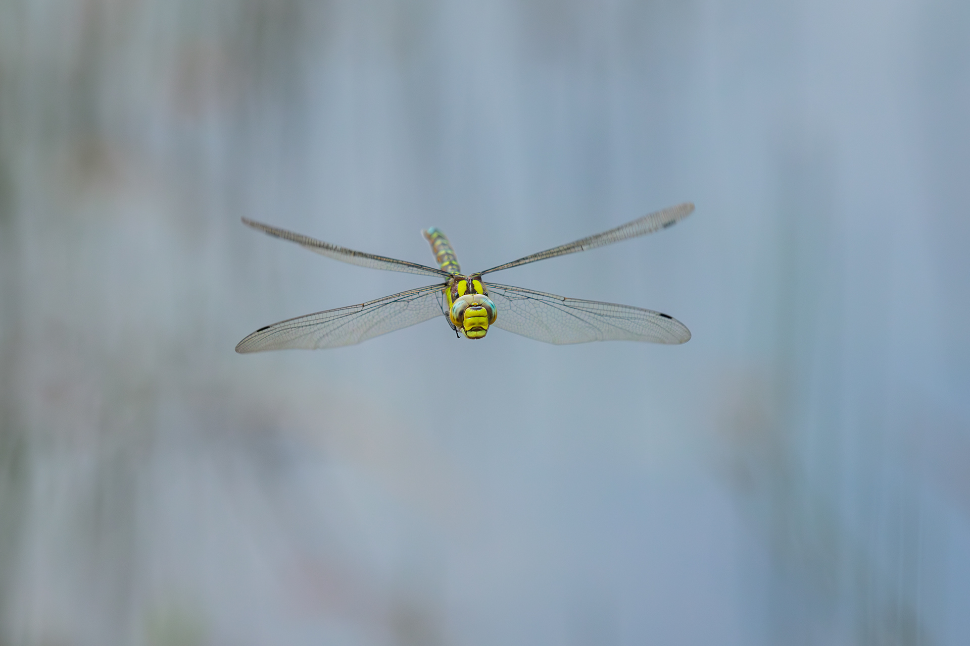 Southern Hawker (Aeshna cyanea)