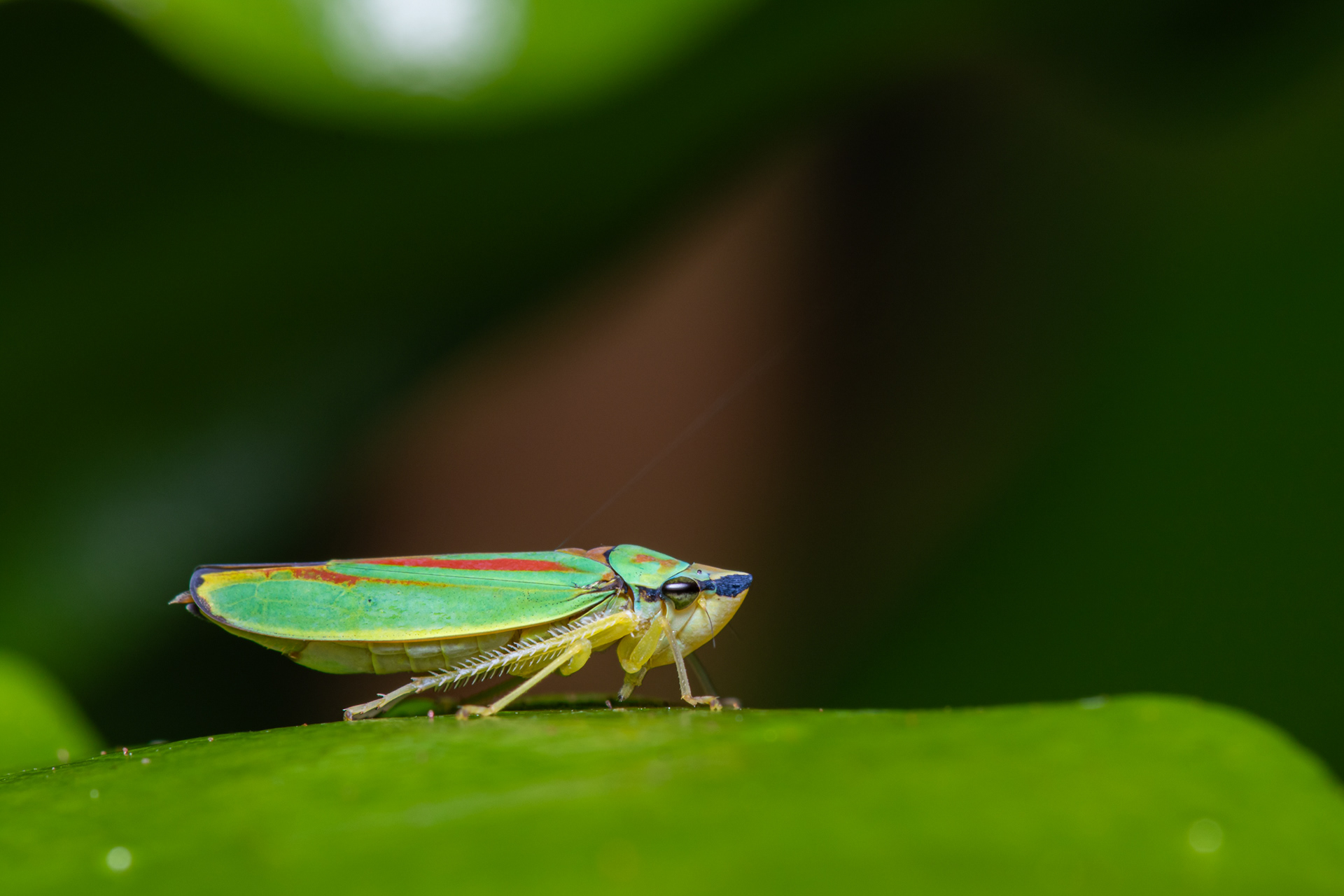 Rhododendron Leafhopper (Graphocephala fennahi)
