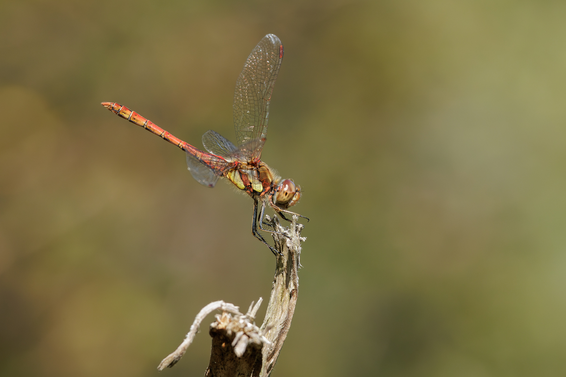 Common Darter (Sympetrum striolatum)