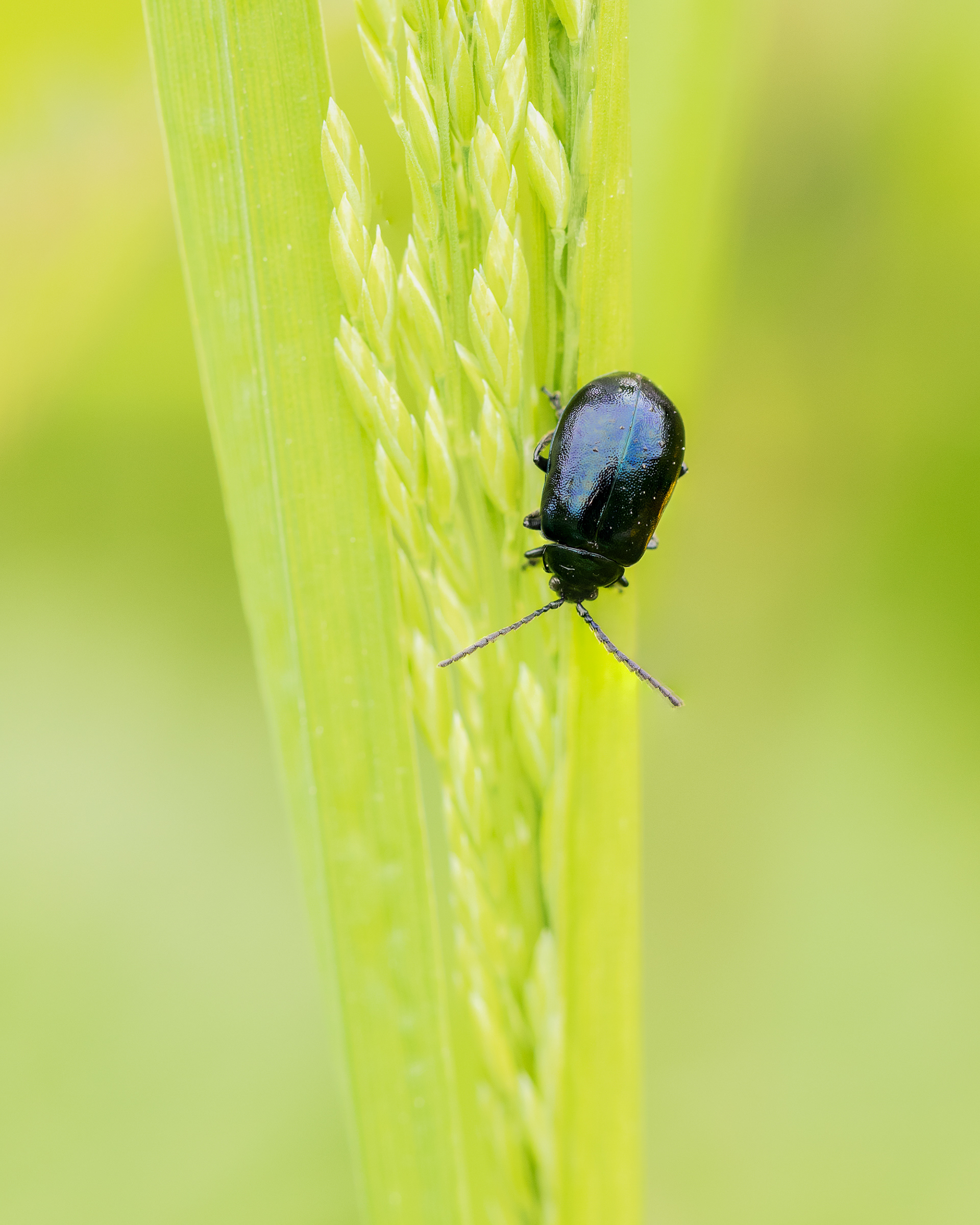 Alder Leaf Beetle (Agelastica alni)