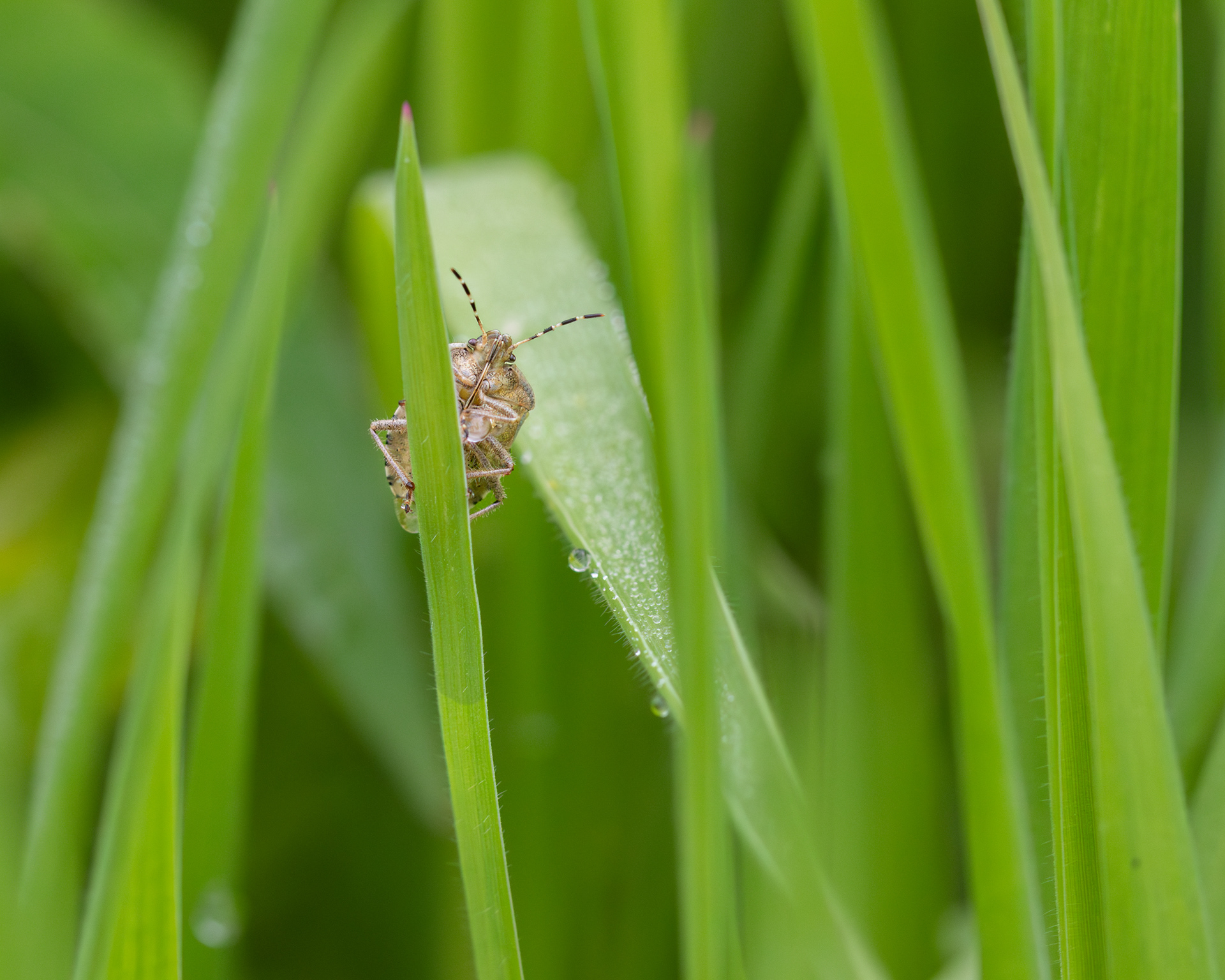 Hairy Shieldbug (Dolycoris baccarum)