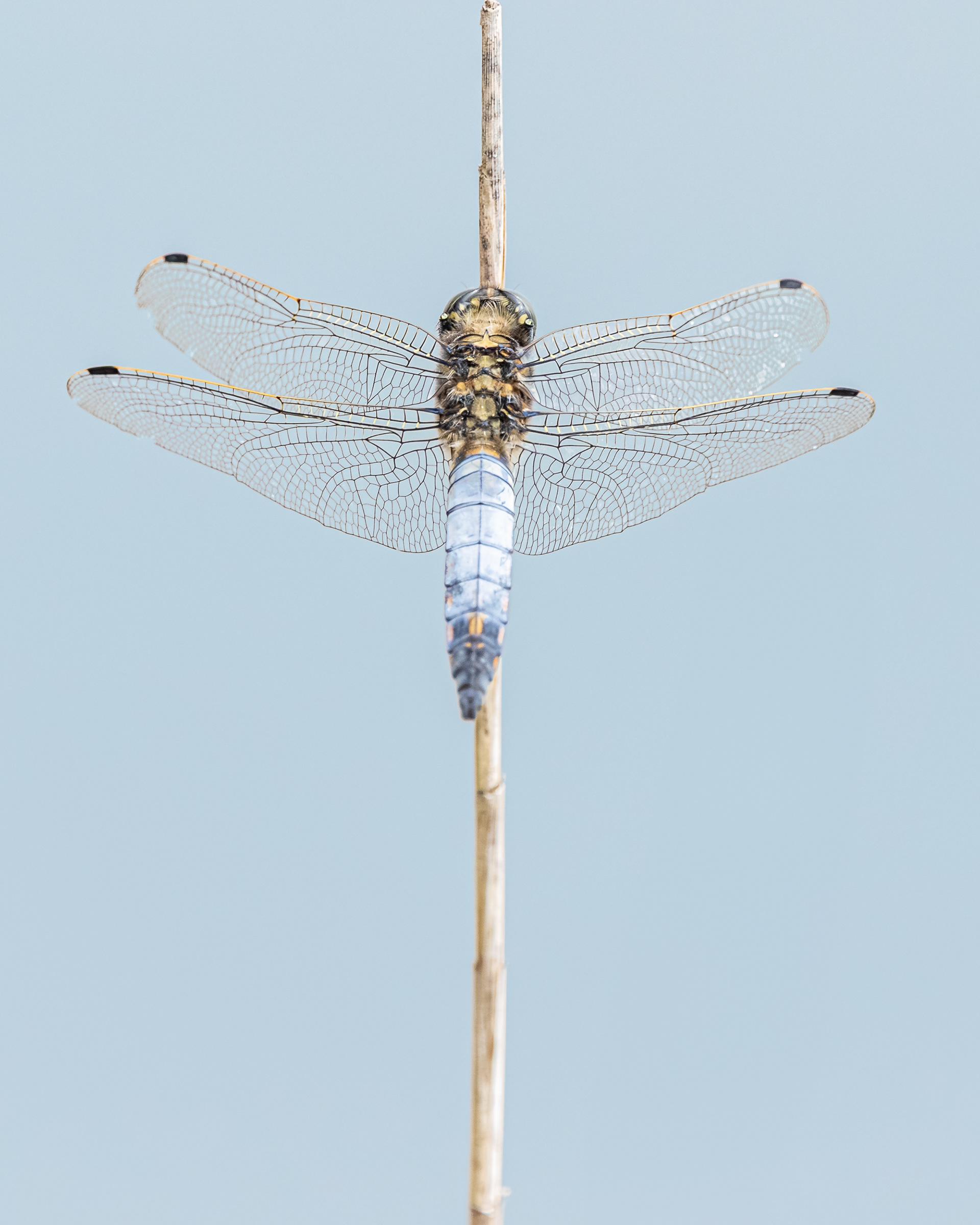 Black-tailed Skimmer (Orthetrum cancellatum)