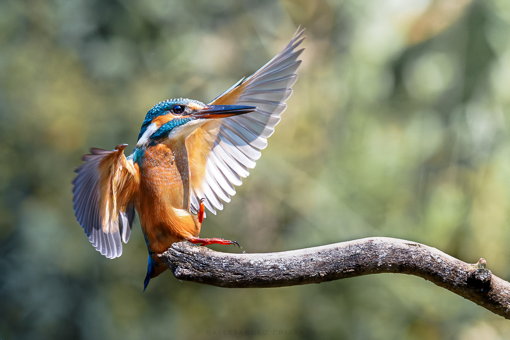 Flamencooo - In Piemonte, passando vicino a fiumiciattoli o stagni, può capitare di veder schizzare fuori dall’acqua un Martin pescatore, questa esemplare femmina sta atterrando su un ramo, dopo aver tentato di riempirsi la pancia con un pesciolino d’acqua dolce. [Alcedo atthis]
