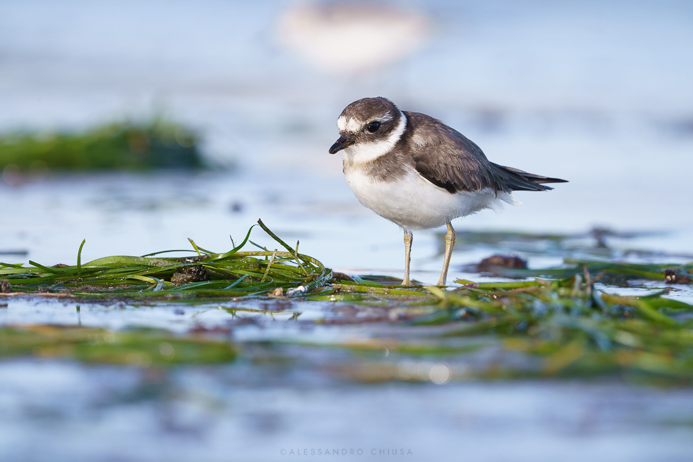 Che casino dopo questa festa mi tocca mettere in ordine - Un corriere sulla spiaggia caraibica si guarda intorno in cerca del suo cibo preferito, corre velocemente sulla sabbia si ferma e riparte compulsivamente. [Charadrius dubius]