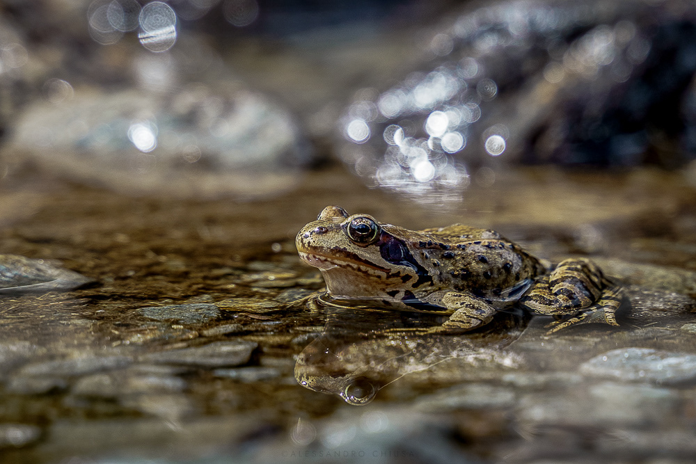 Che calura ma nella pozza non mi fa paura - Una rana montana cerca un pò di refrigerio in una pozza d’acqua in alta quota. Osserva soddisfatta della sua posizione, sempre pronta a balzare via al primo fastidio. [Rana temporaria]
