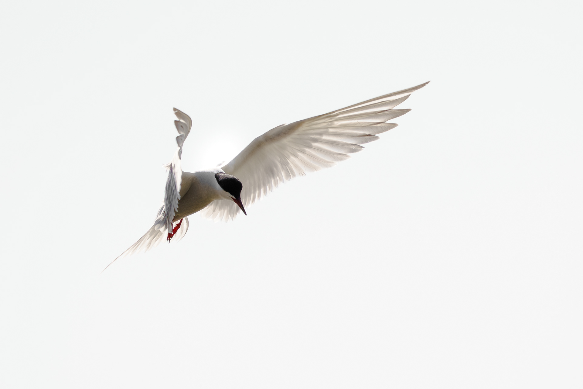 Esterna di uno spirito santo [Sterna hirundo]