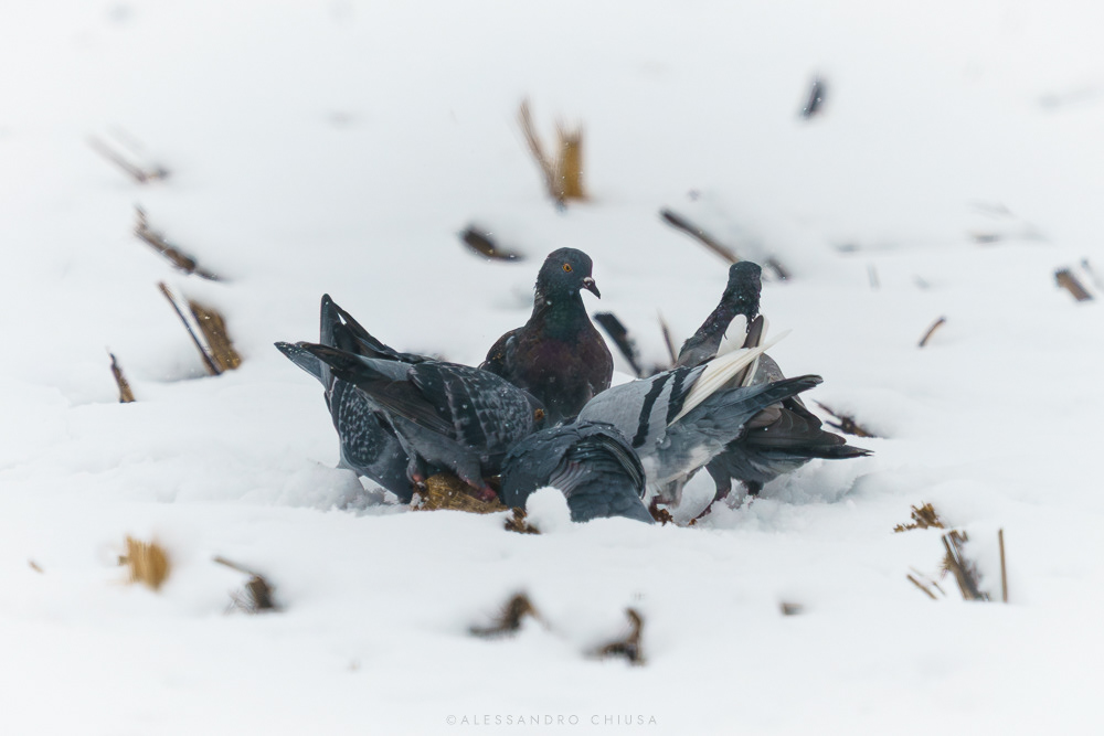 Presto metti via tutto che qui ci beccano! - Un gruppo di piccioni si raduna per beccare granaglie e rimanenze del taglio in un campo coperto di neve fresca. Sembrano aver organizzato un gioco da strada. [Columba livia]