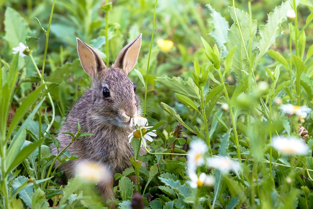 M’ama o non m’ama - Un piccolissimo silvilago nato da non molto assaggia dei deliziosi fiori, quasi sembra chiedersi se ci appare abbastanza tenero in questa posa. [Sylvilagus floridanus]