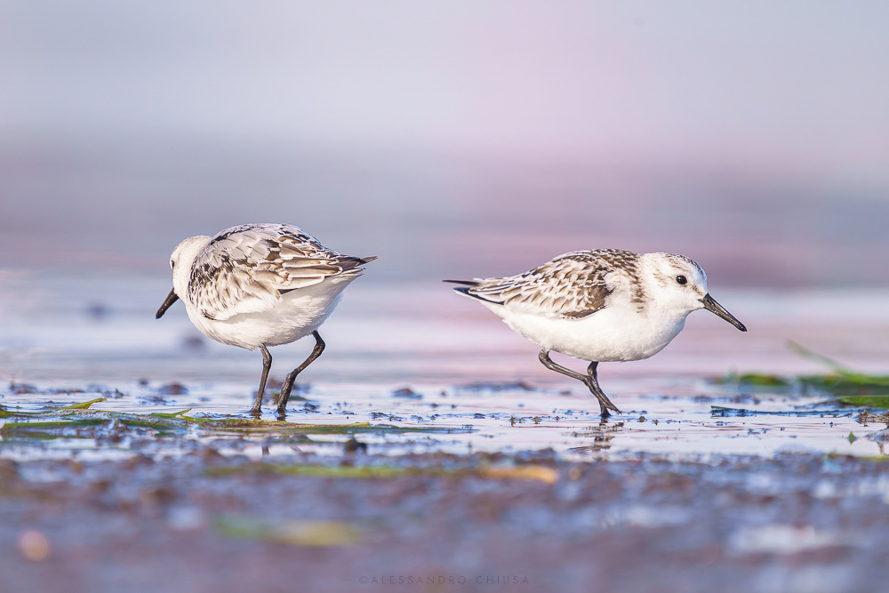 La danza del sole calante - Due piovanelli sulle spiagge caraibiche sembrano danzare tra di loro in una sorta di rito tribale, specchiandosi. In realtà sondano con le zampette la sabbia bagnata in cerca di cibo. [Calidris alba]