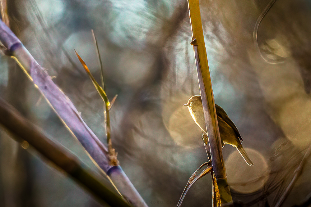 A lui piace la luce della sera - Un lui piccolo contempla il tramonto in un canneto di pianura, tra poco sarà ora di andare a dormire. [Phylloscopus collybita]