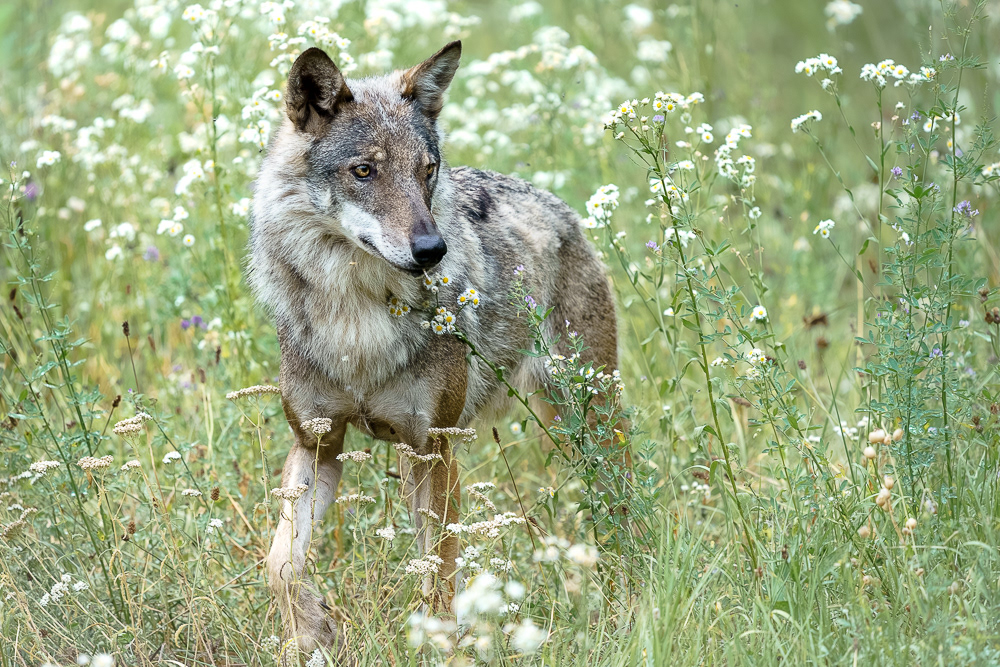 Ma a me piacciono i fiori - Un lupo italico sta passeggiando in un prato in mezzo ai fiori. Un esemplare aiutato dall’uomo dopo aver trovato problemi in natura. È forte la suggestione e il rispetto che incutono questi animali molto intelligenti, vittime di un pensiero quasi mitologico. [Canis lupus italicus]