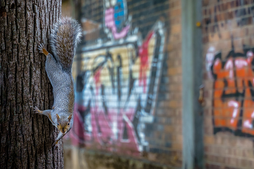 C’é un nuovo graffitaro in città - In un parco cittadino uno scoiattolo grigio osserva in primo piano chi lo riprende, come un artista si pone davanti alla sua ultima opera, pieno di soddisfazione. [Sciurus carolinensis]
