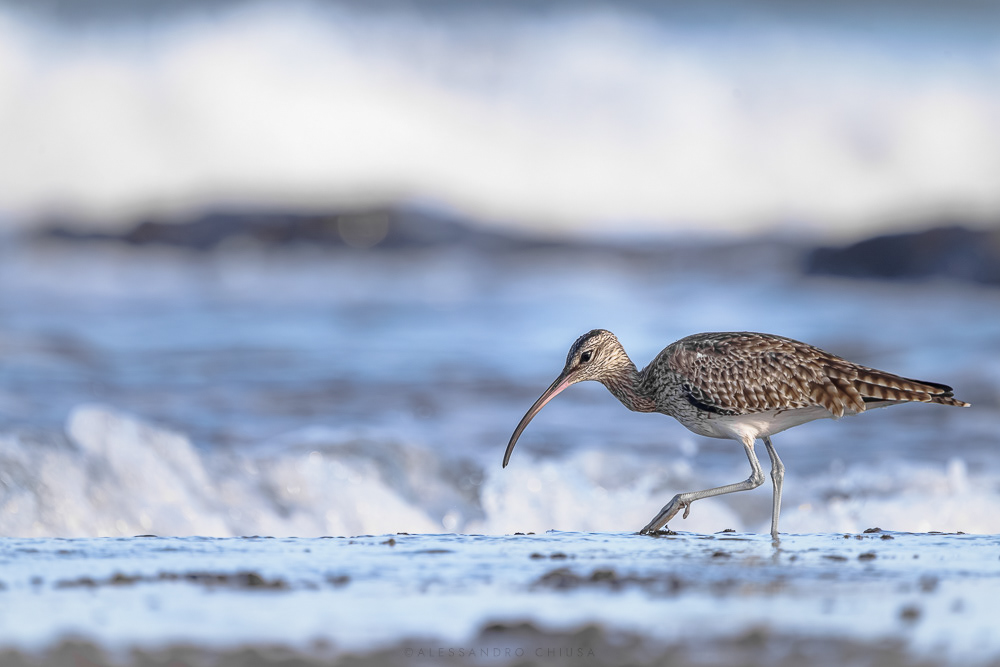 Ma dove mi è caduto? - Oceano burrascoso sullo sfondo di una spiaggia caraibica, un chiurlo passeggia sulla sabbia cercando qualcosa da mangiare. [Numenius phaeopus]