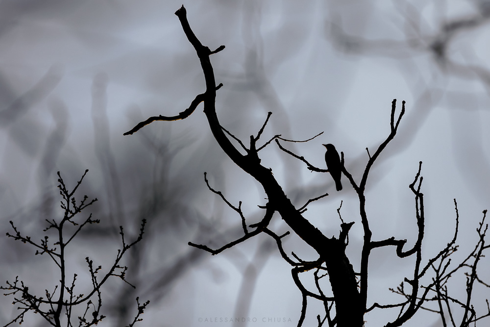 Incontri della sera “Tordo” - Camminando nei boschi della piana è possibile imbattersi nel zirlo acuto del tordo, che lui usa per annunciare a tutti la fine dell’inverno. [Turdus philomelos]