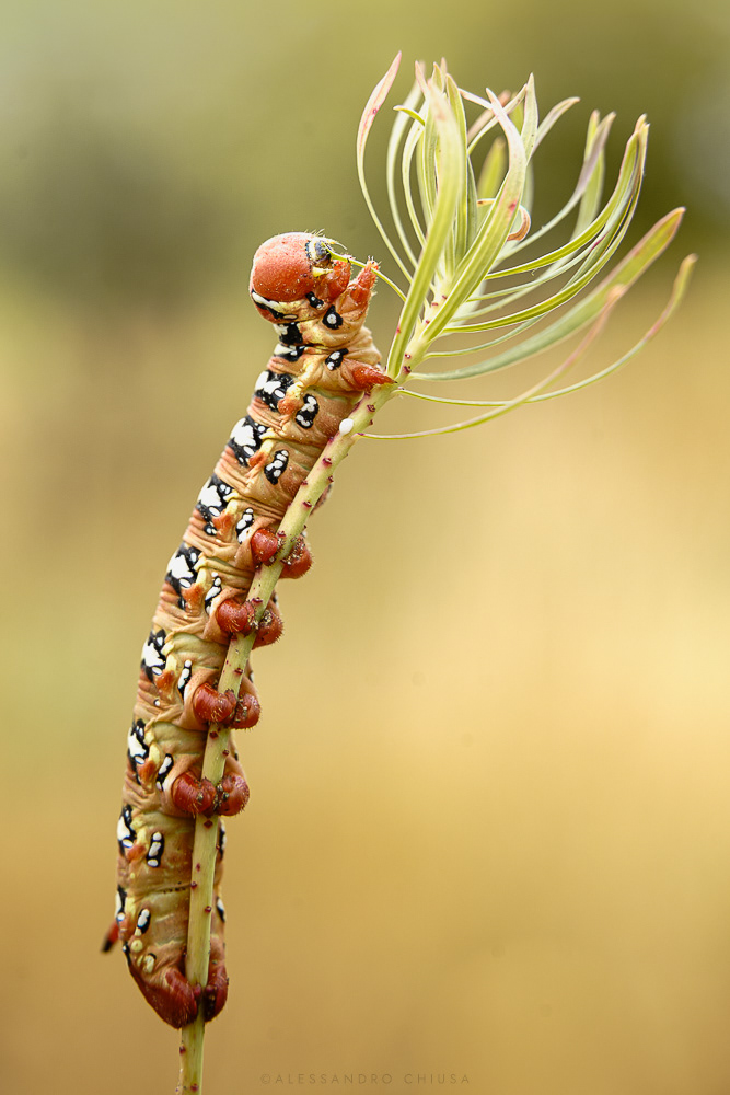  Tu non sei il Brucaliffo, io sono il Brucaliffo! La domanda è: chi sei tu? - Un bruco di sfinge dell’euforbia pronto a trasformarsi in una bellissima falena sta facendo un ultimo pranzetto prima di iniziare. [Hyles euphorbiae]