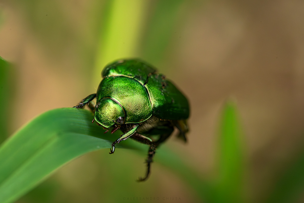 Il riposo del cavaliere nell’armatura scintillante - Ormai provata dal tempo una Cetonia aurata si ferma a riposare su un filo d’erba. La sua missione? Produrre nutrimento dalle piante che divora senza sazietà. [Cetonia aurata]