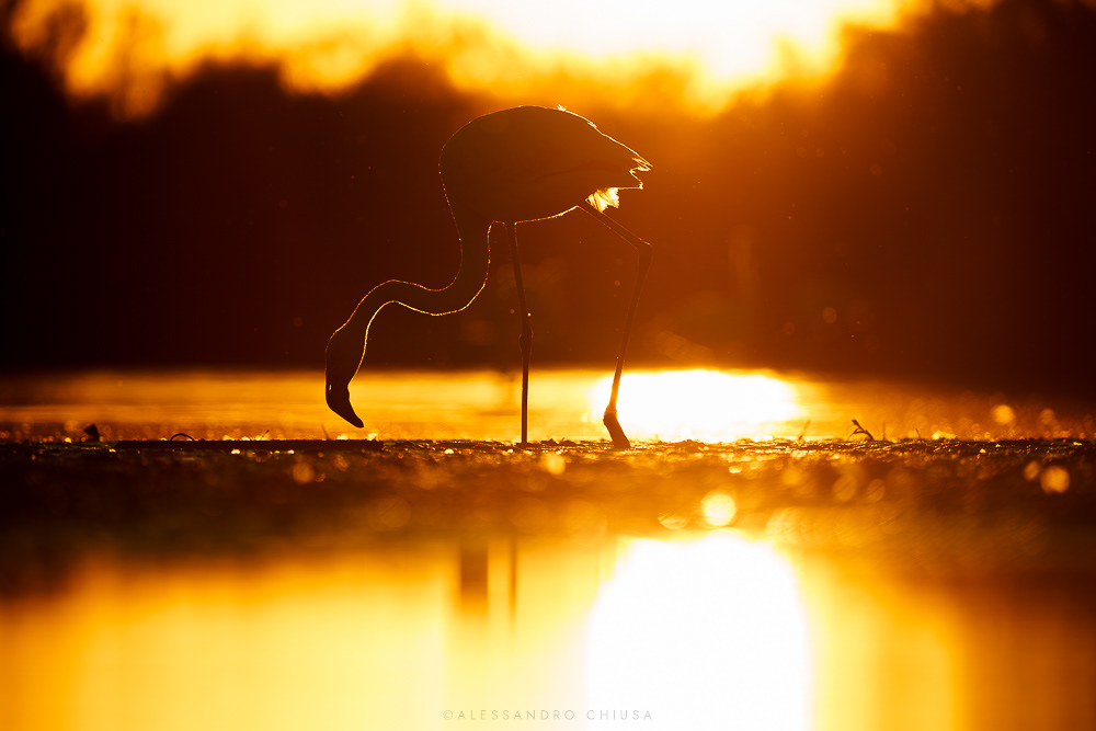 Che mangiata! Ora una bella passeggiata al tramonto per digerire - Il sole sta calando sulle saline francesi, dopo aver setacciato l’acqua bassa per mangiare per tutto il giorno, un fenicottero rosa cerca l’ultimo spuntino prima di volare via per la notte. [Phoenicopterus roseus]
