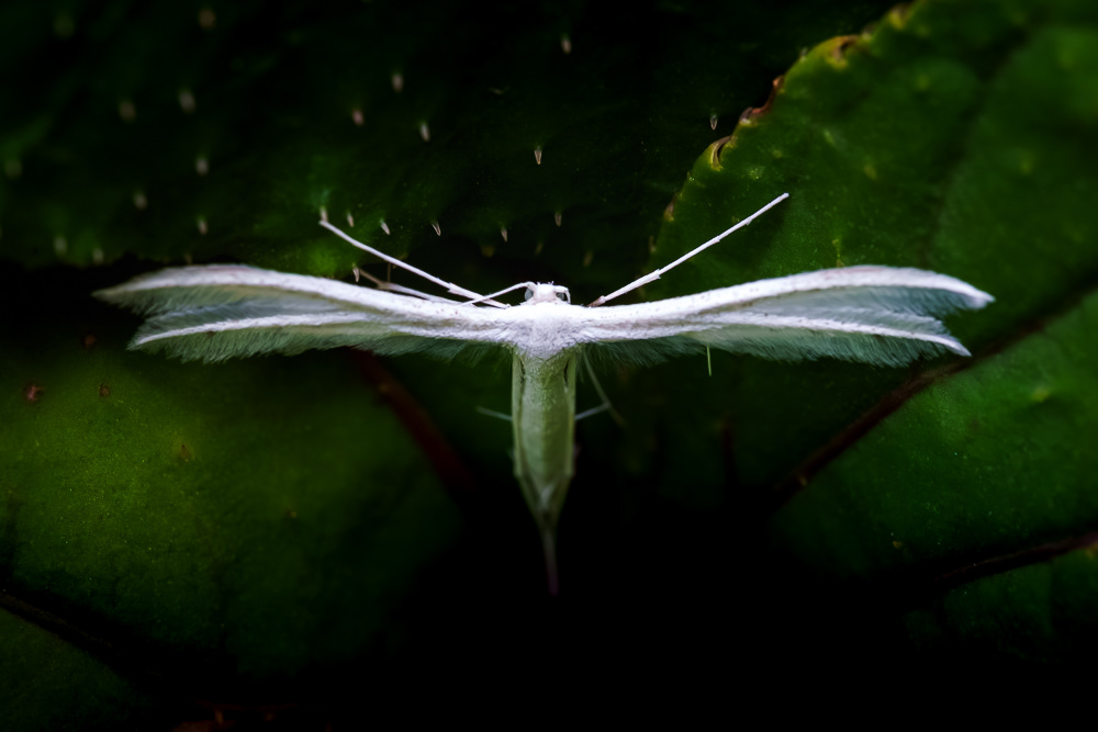 Esistono gli angeli - un piccolissimo lepidottero bianco come la soffice neve si è posato tra le begonie in giardino, sembra emergere dall’ombra tornando alla luce questa falena. [Pterophorus pentadactyla]