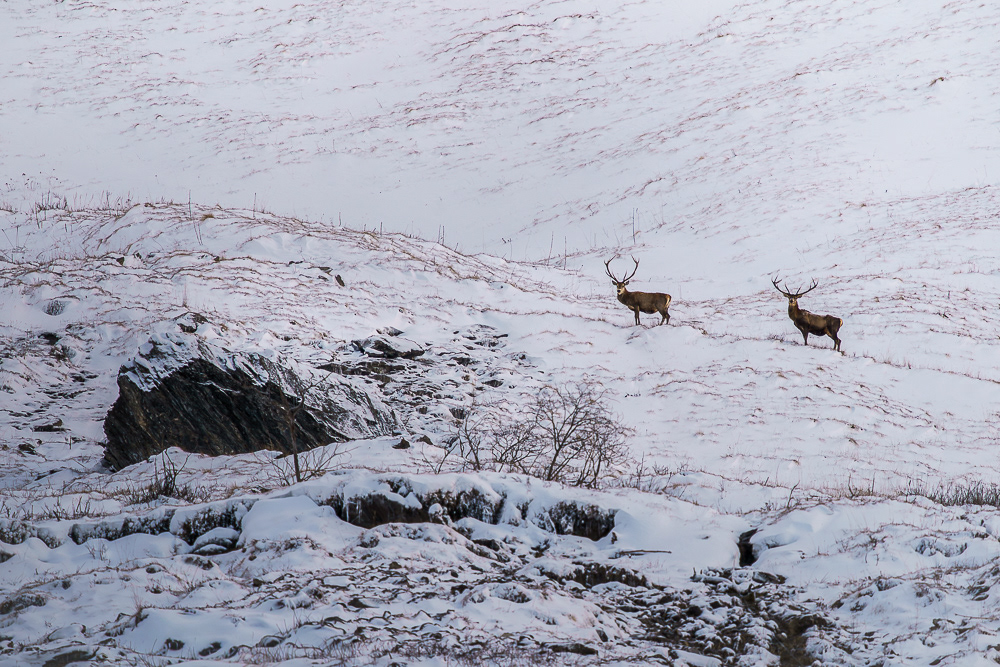 Ma la neve che in montanaga al mattino presto è rossa? - Due cervi osservano esterrefatti, l’uomo è qui a rompere e non sono ancora le sette del mattino. Presto presto. [Cervus elaphus]