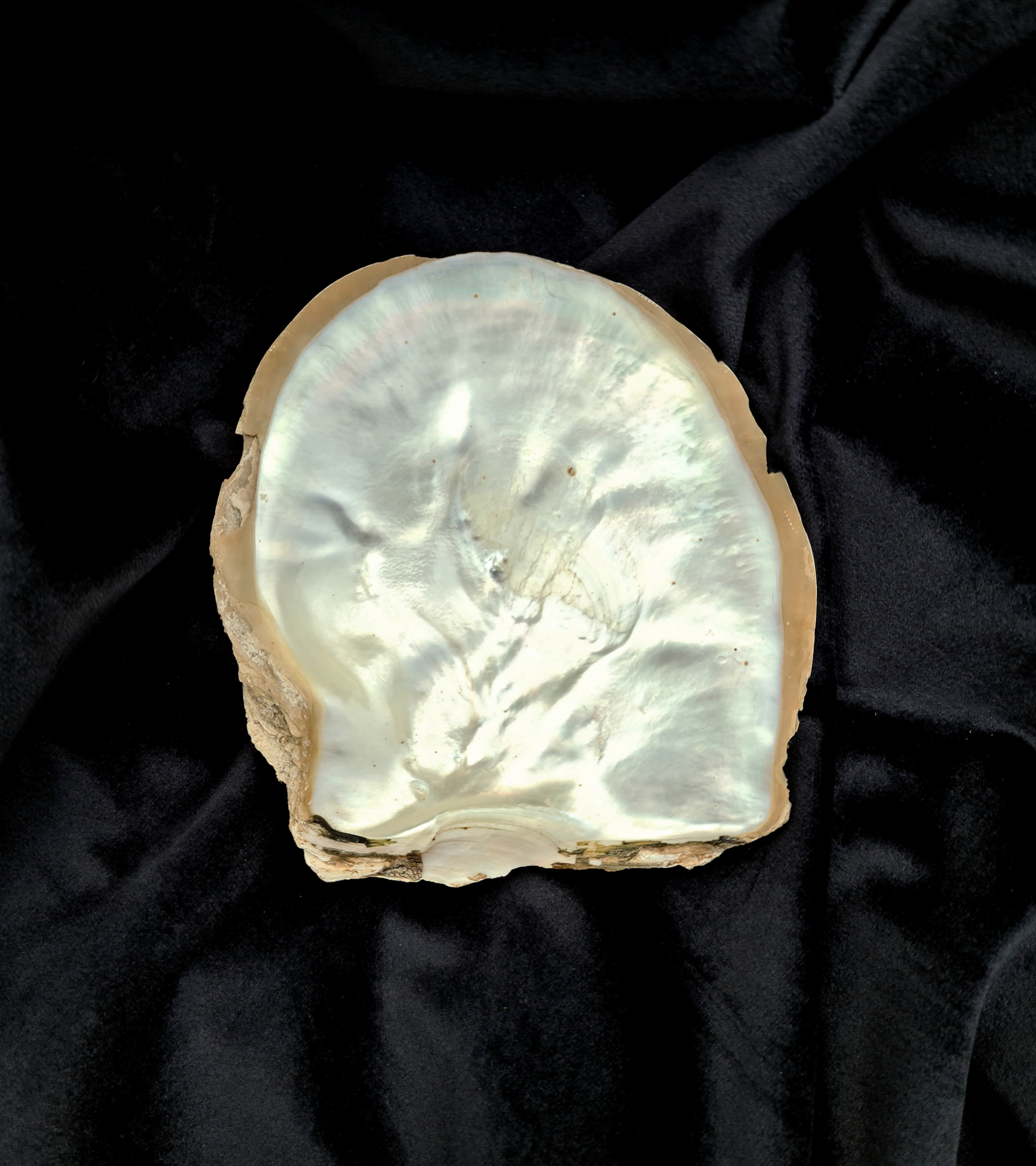 Image of a mother of pearl shell laying on top of black velvet.