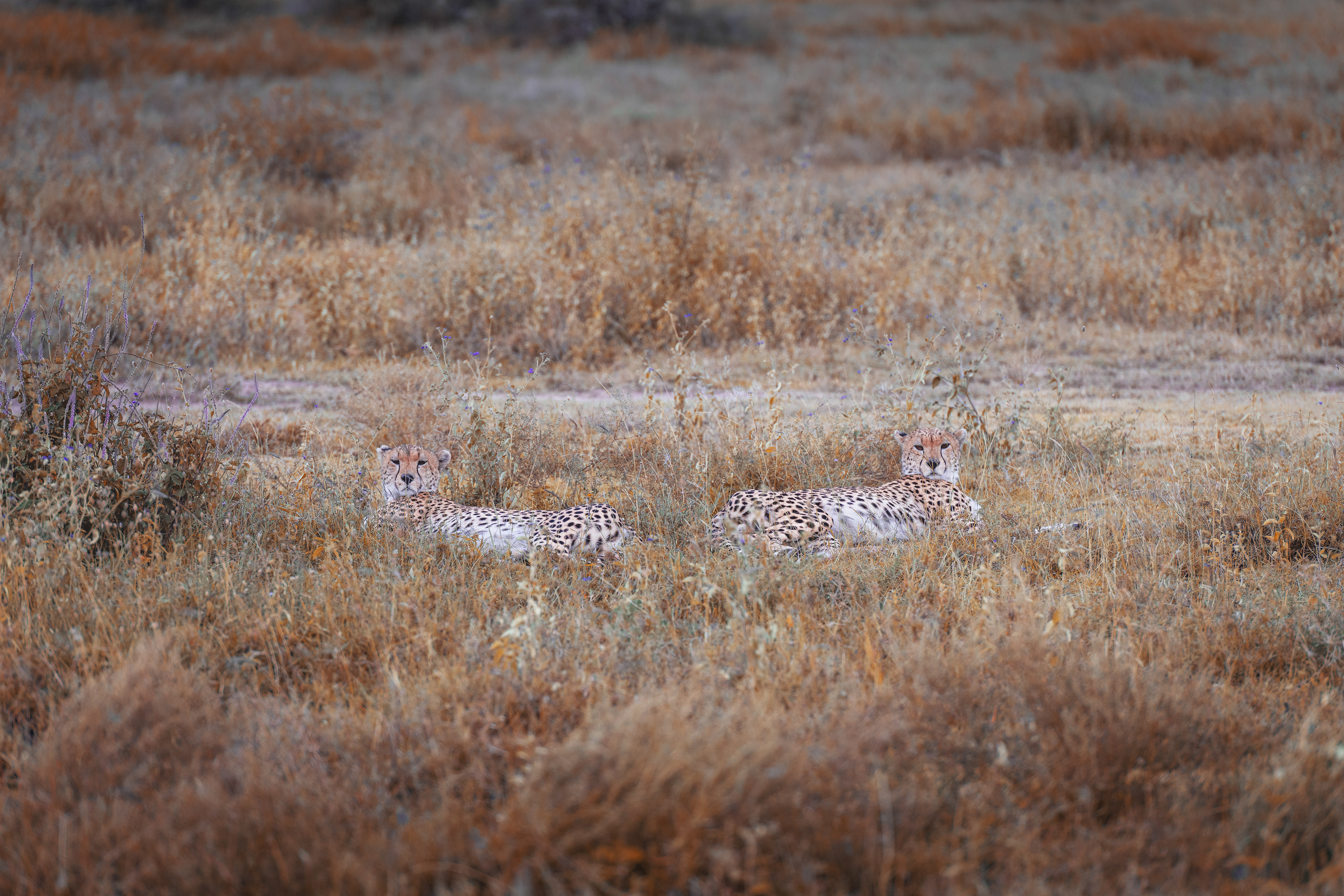 Guepardo (Acinonyx jubatus)