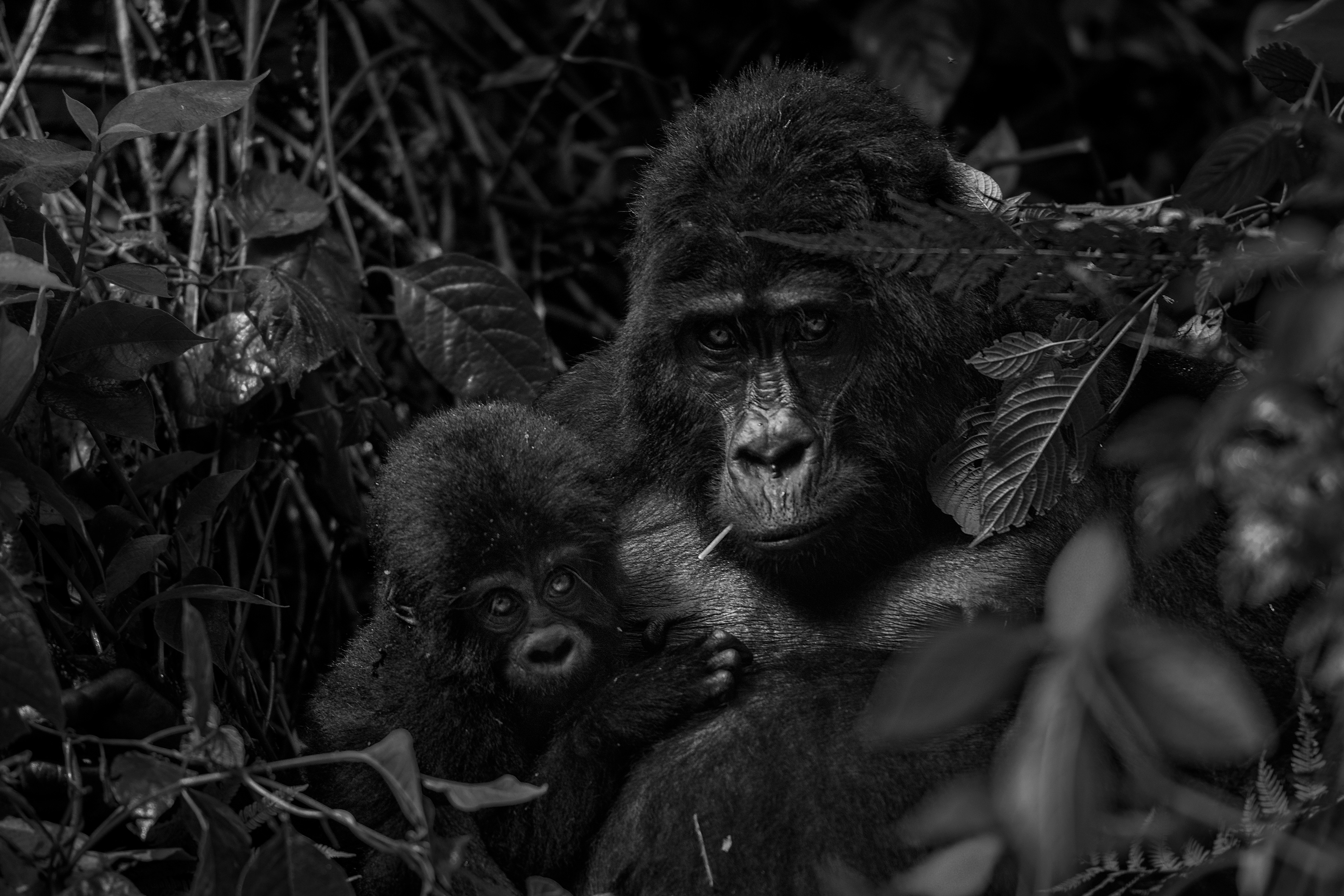 Gorila de Montaña (Gorilla beringei beringei)