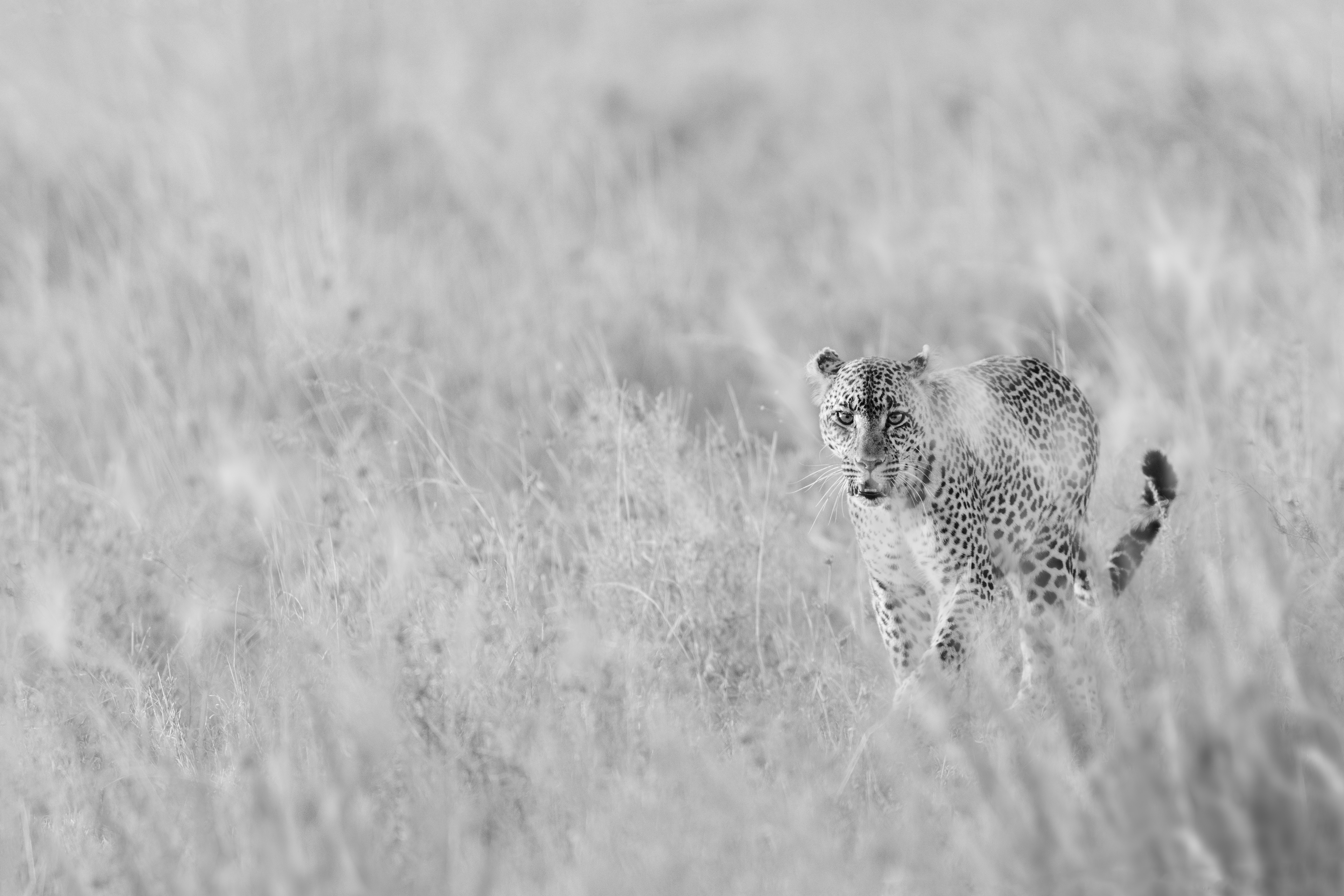 Leopardo (Panthera pardus)