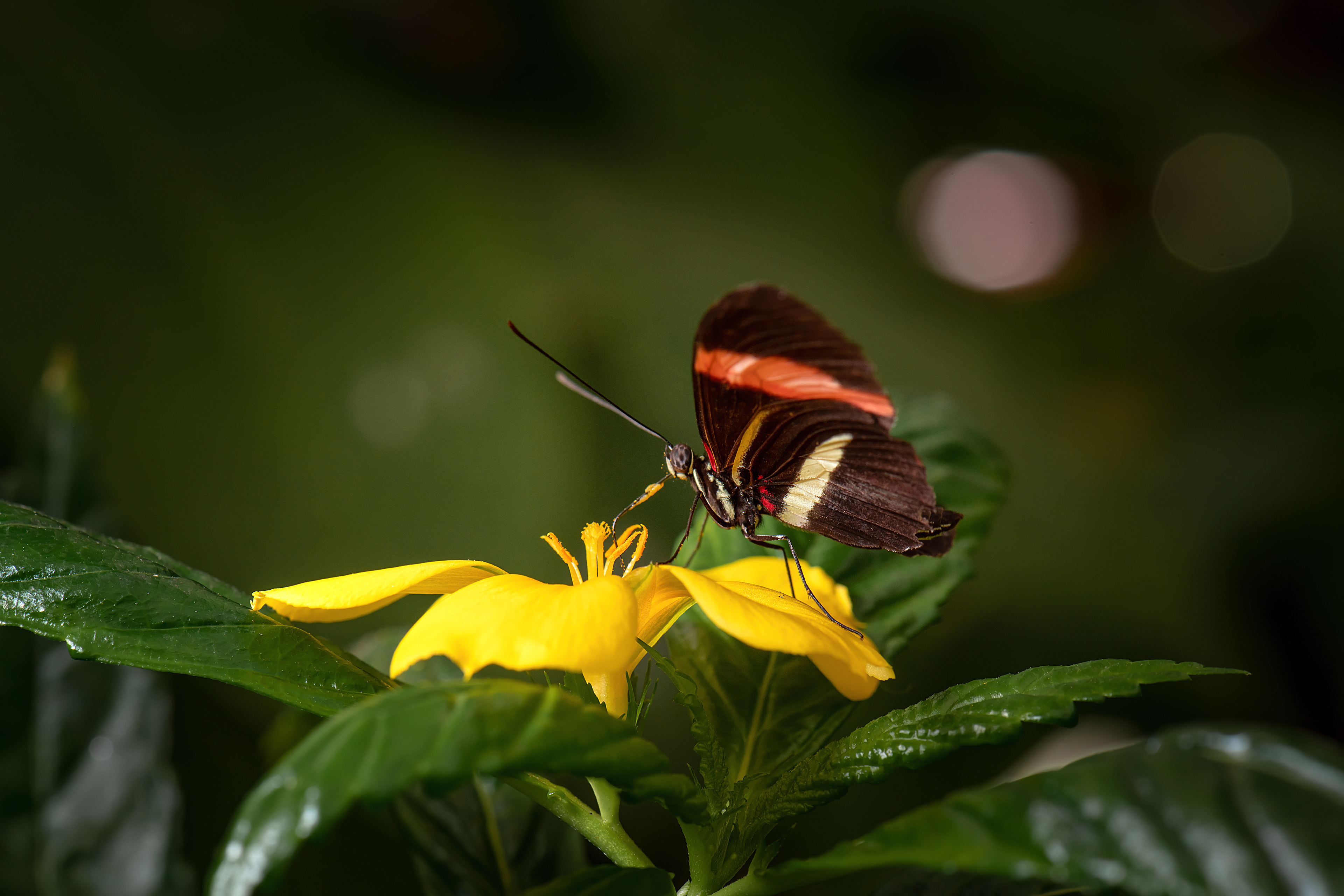 Mariposa de Bandas Carmesí (Heliconius erato)