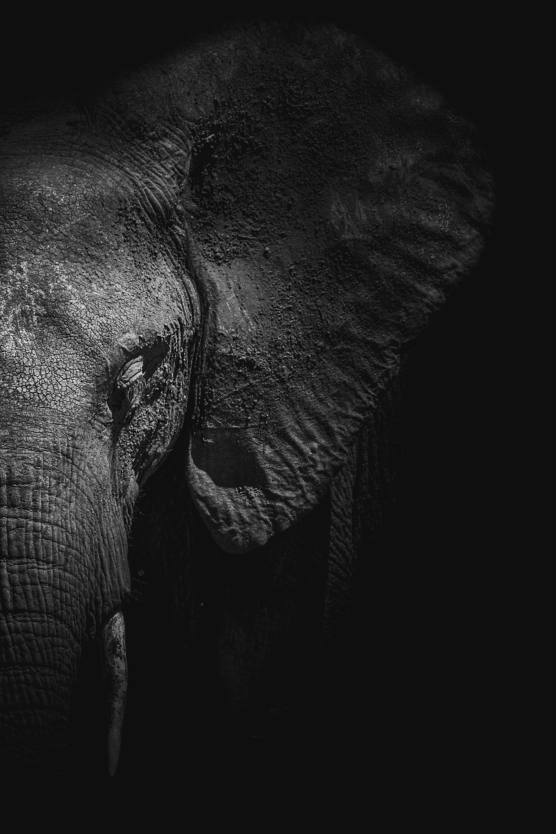 Elefante africano (Loxodonta africana)