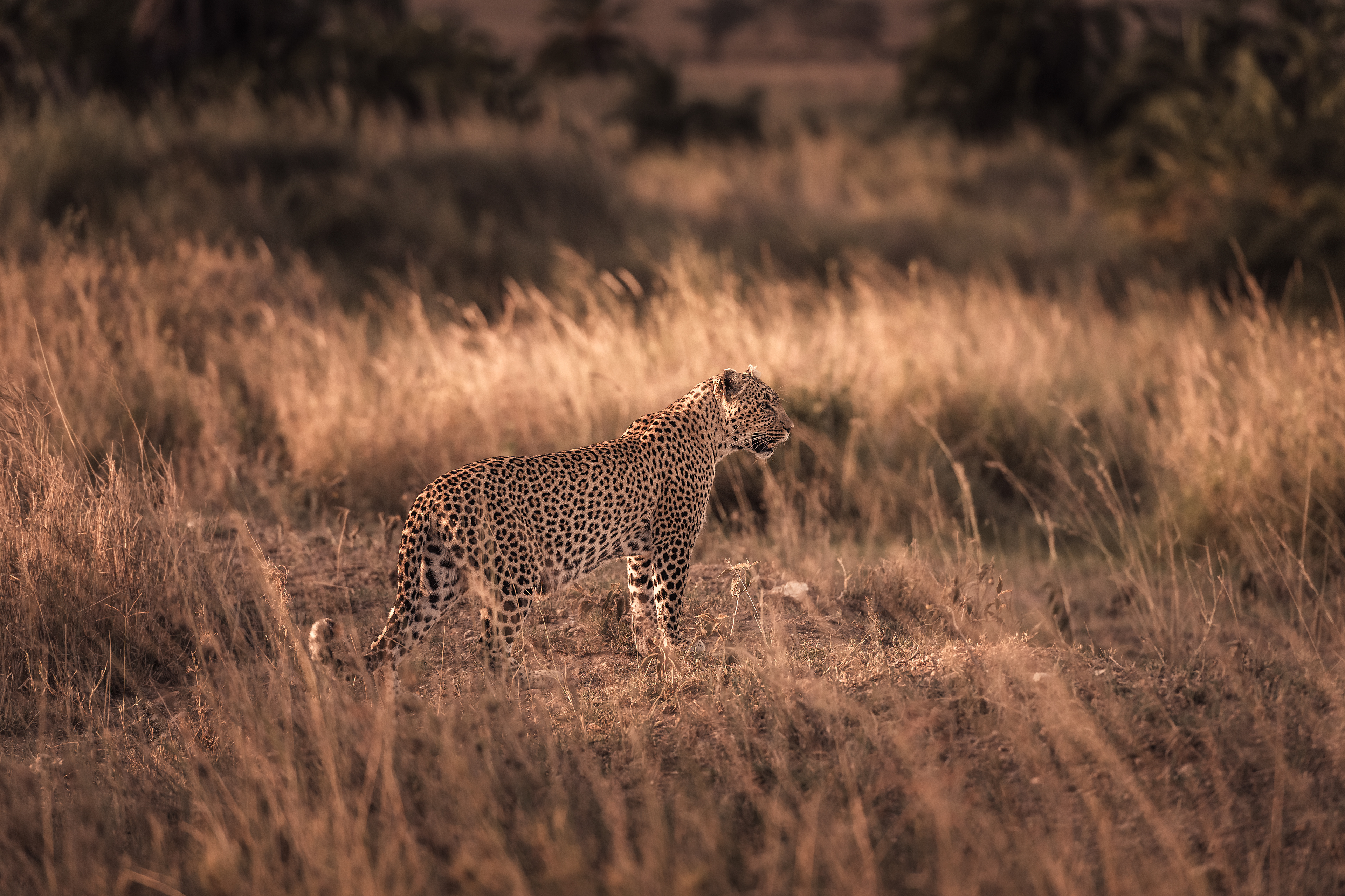 Leopardo (Panthera pardus)