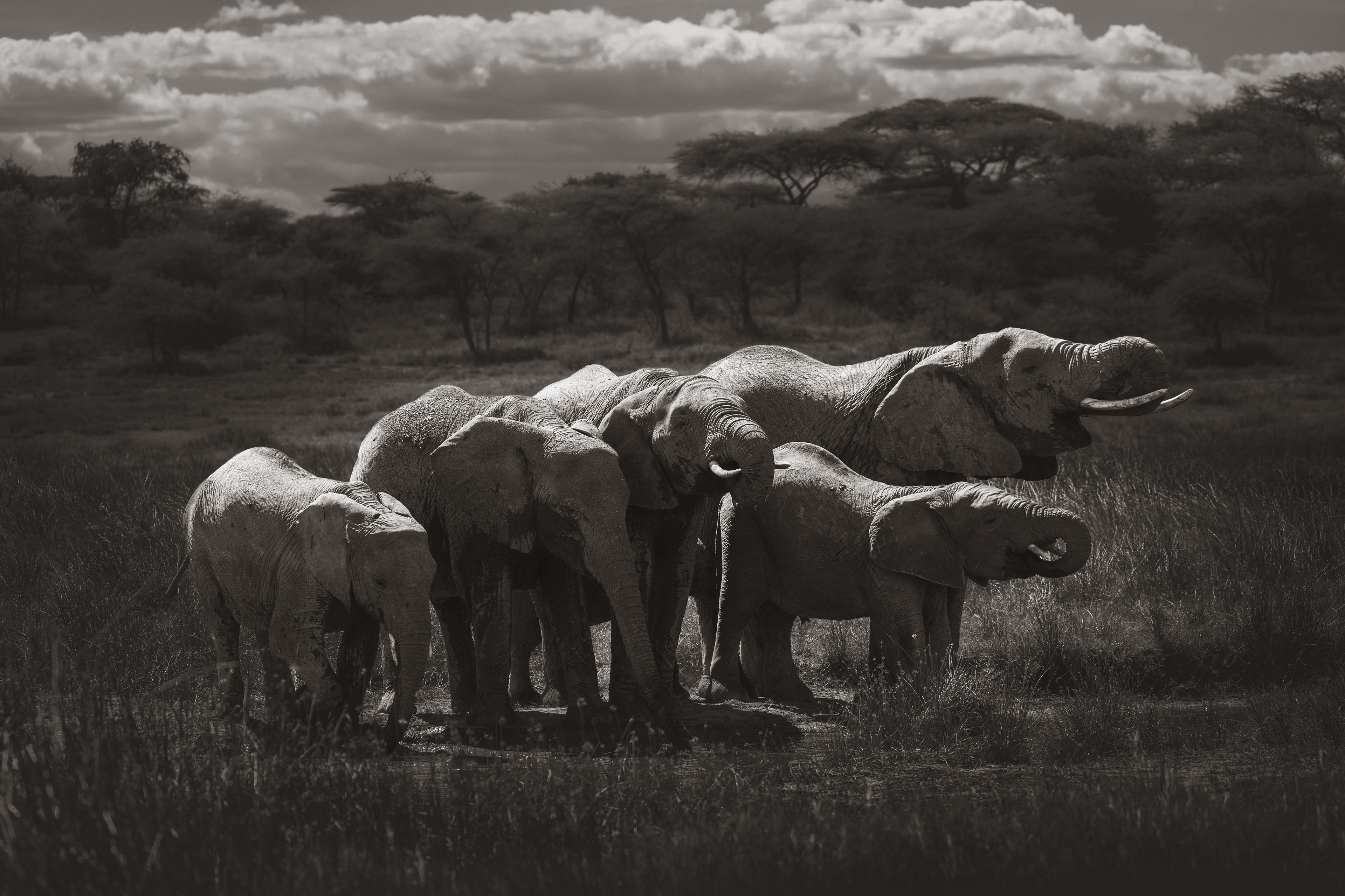 Elefante africano (Loxodonta africana)