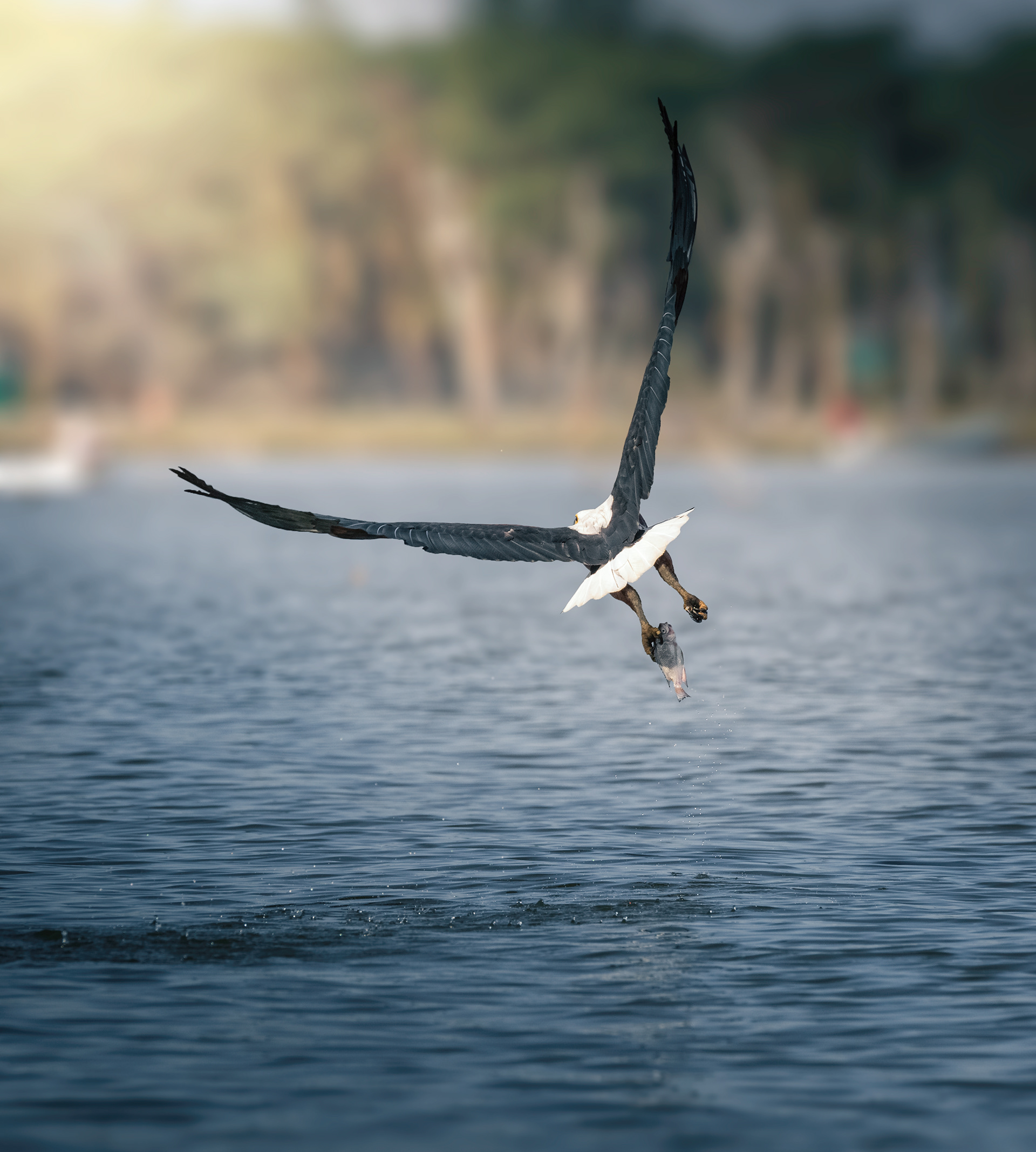 Pigargo vocinglero (Haliaeetus vocifer)