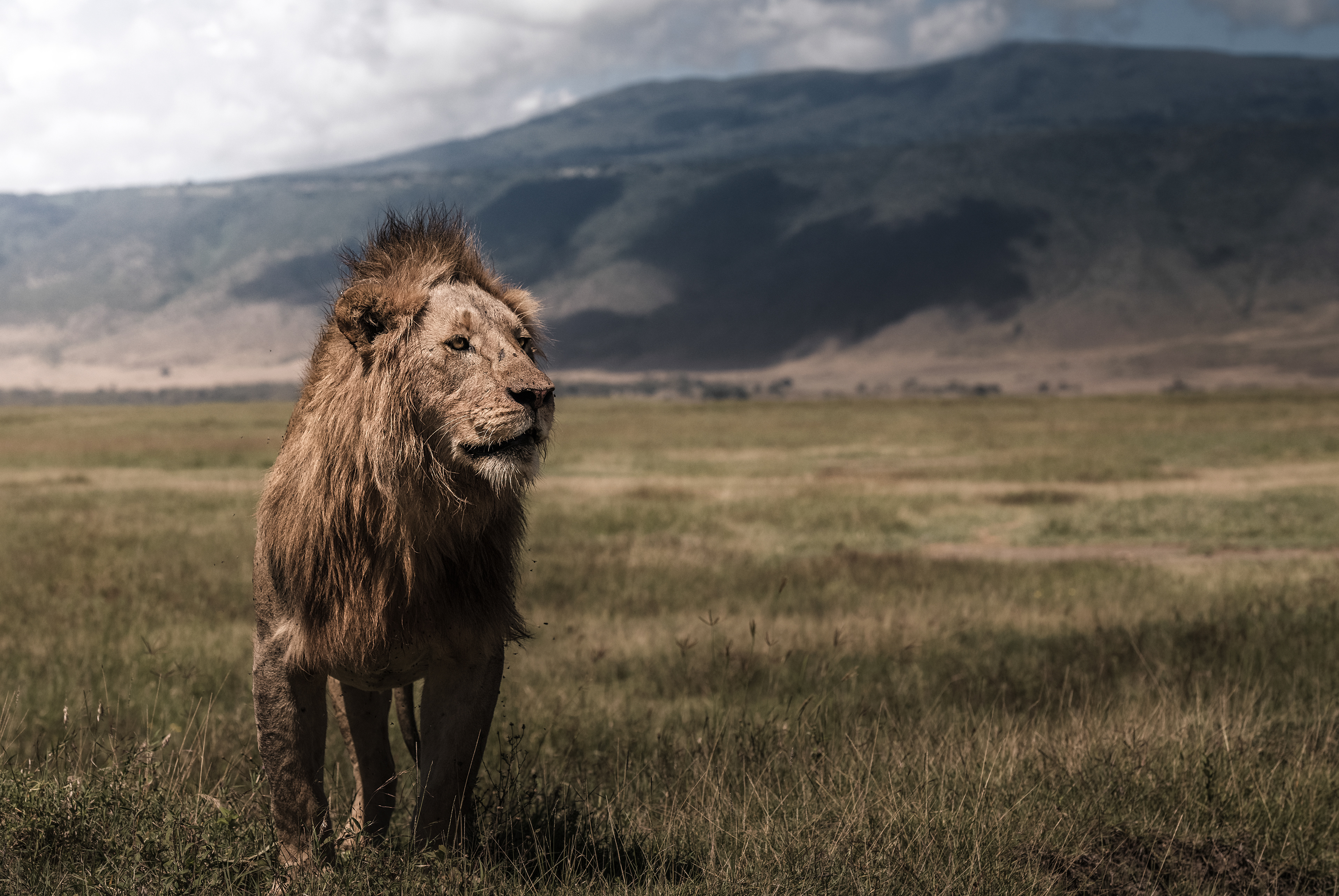 León (Panthera leo)