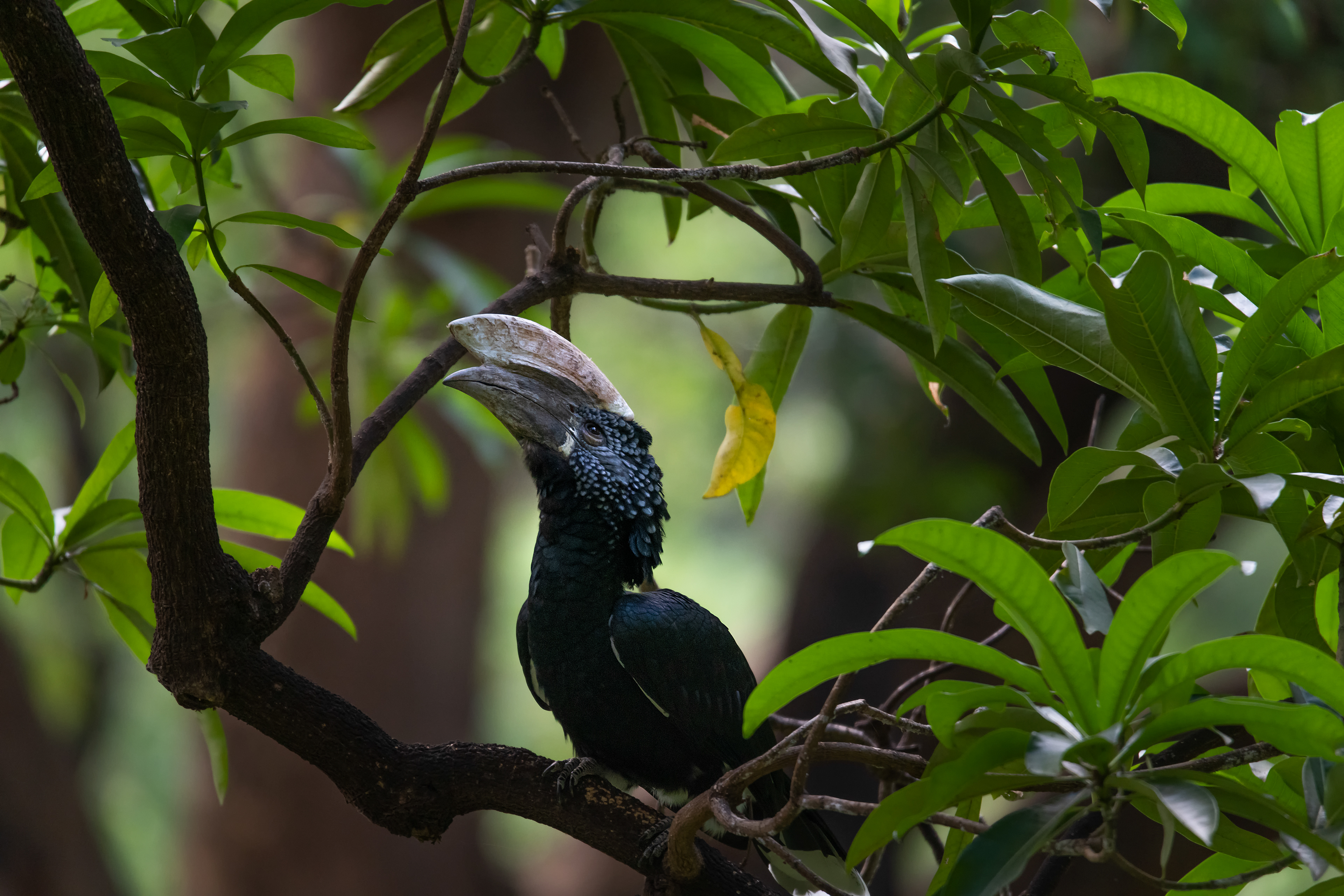 Cálao de mejillas plateadas (Bycanistes brevis)
