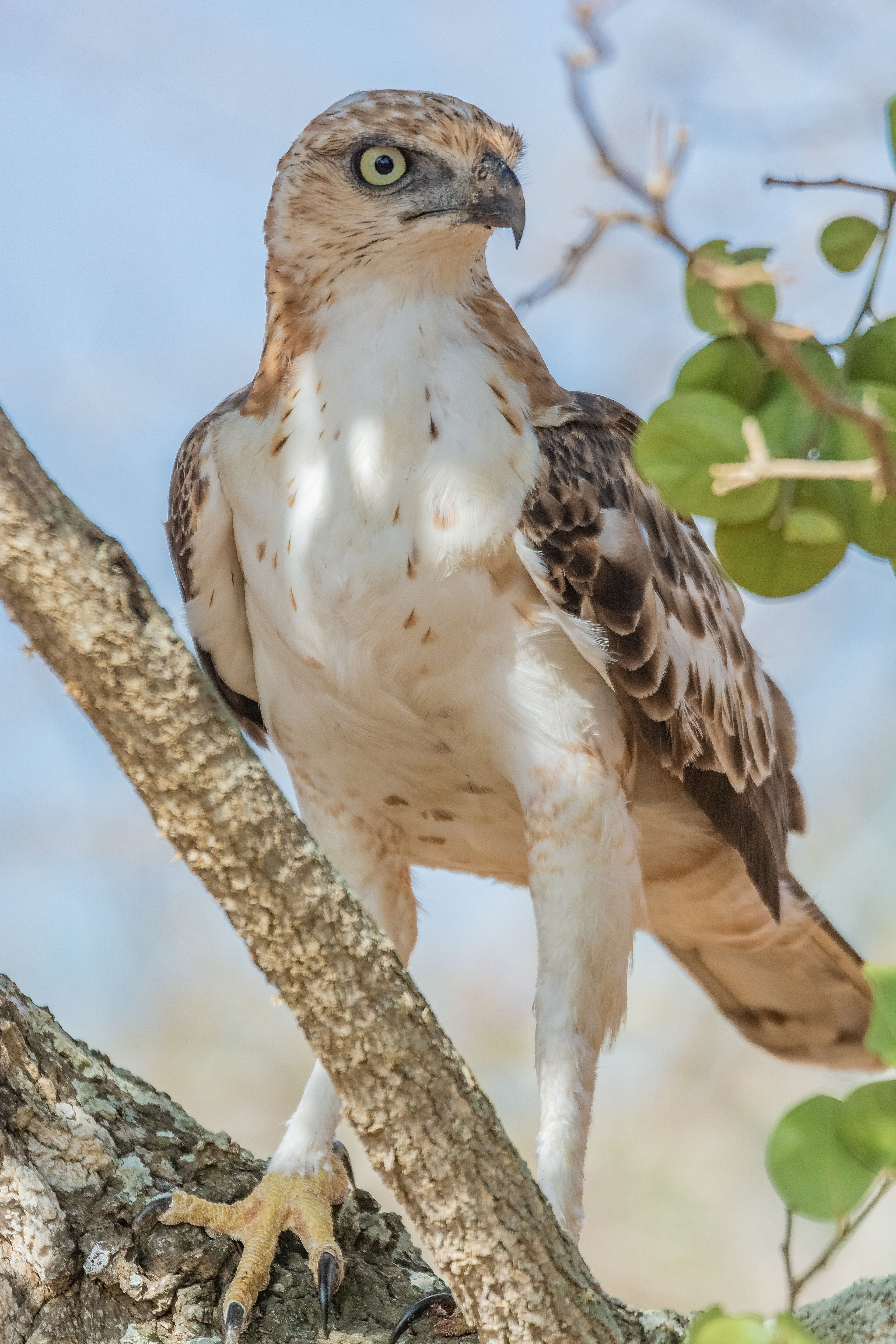 Águila azor (Spizaetus cirrhatus)