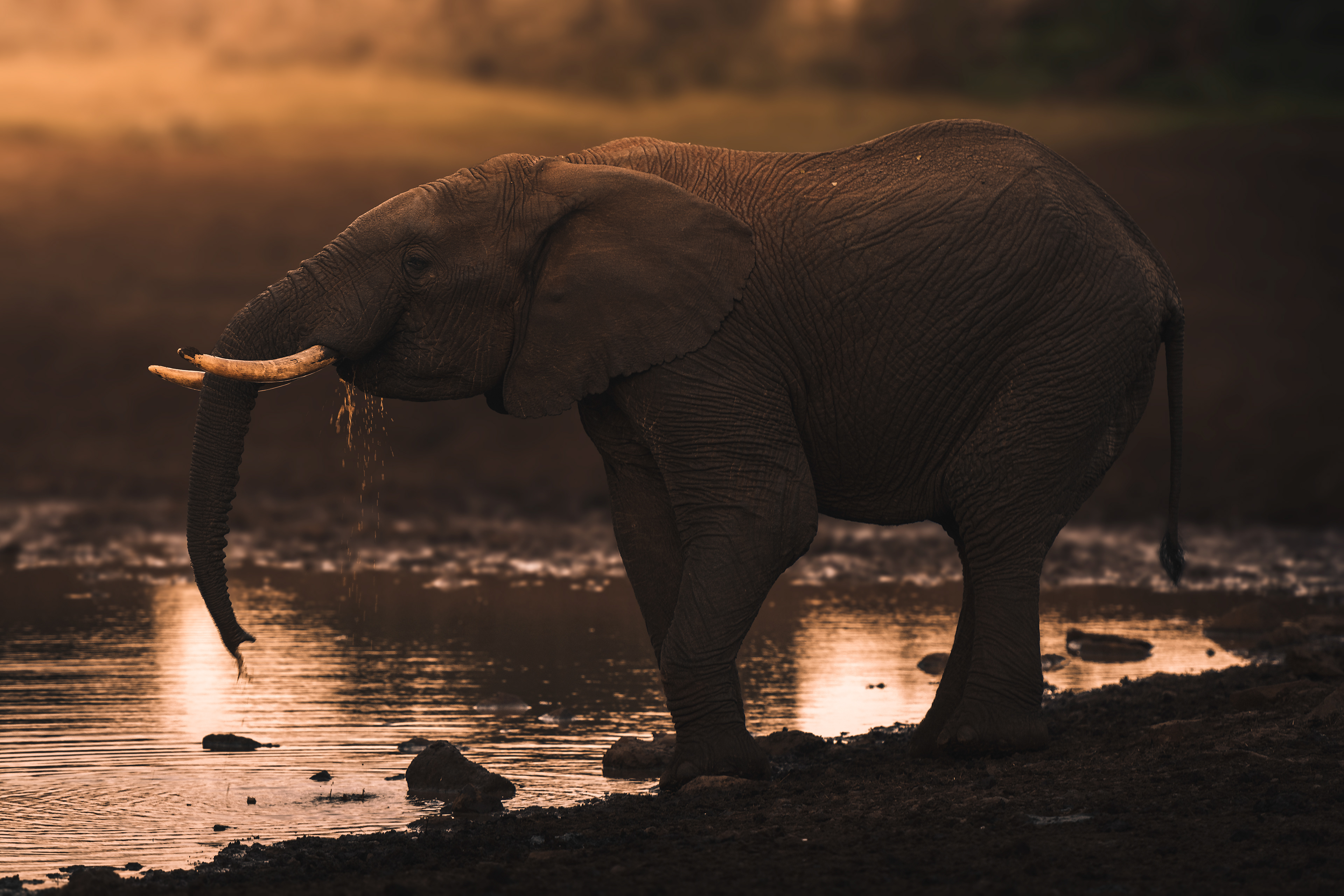Elefante africano (Loxodonta africana)