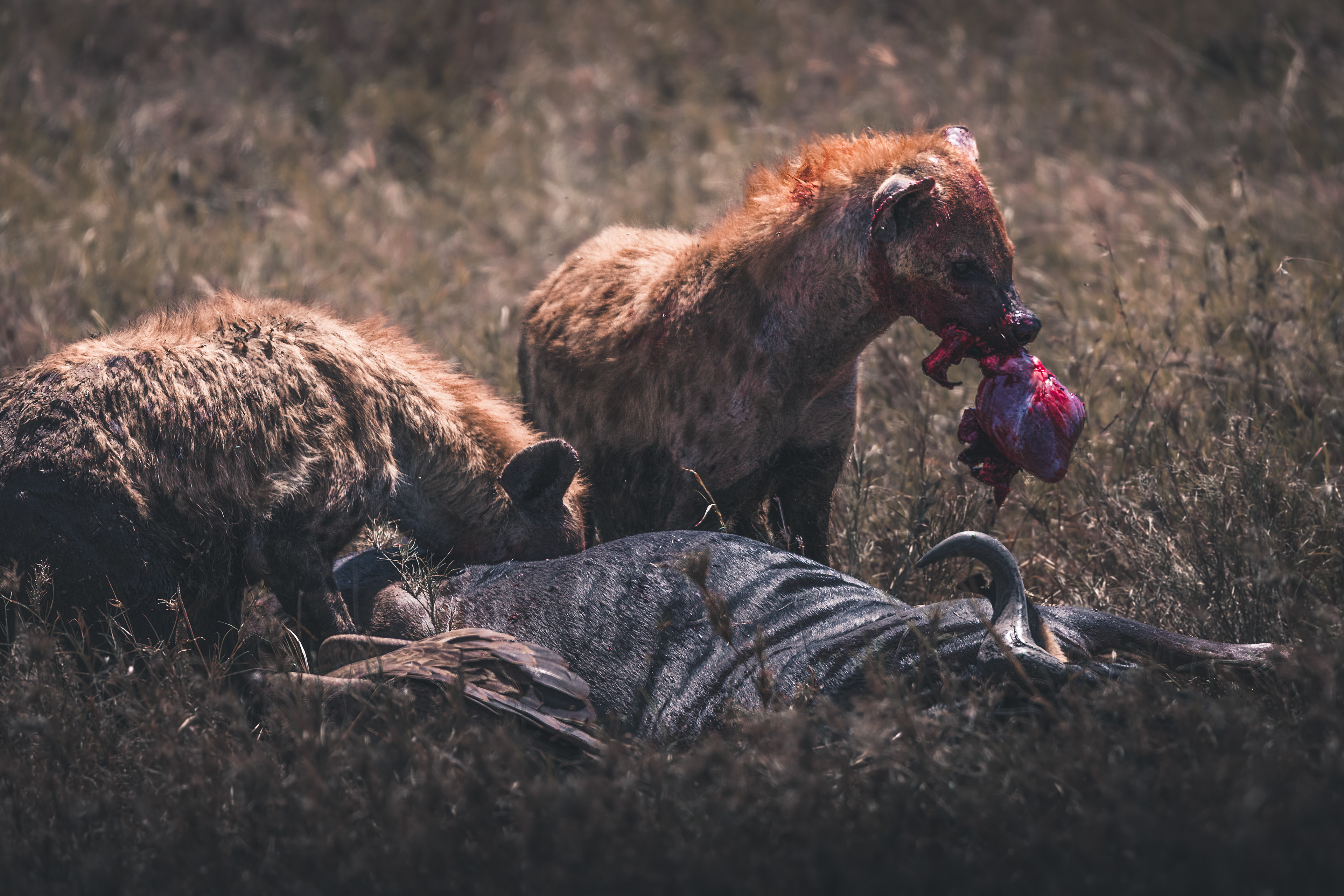 Hiena manchada (Crocuta crocuta)