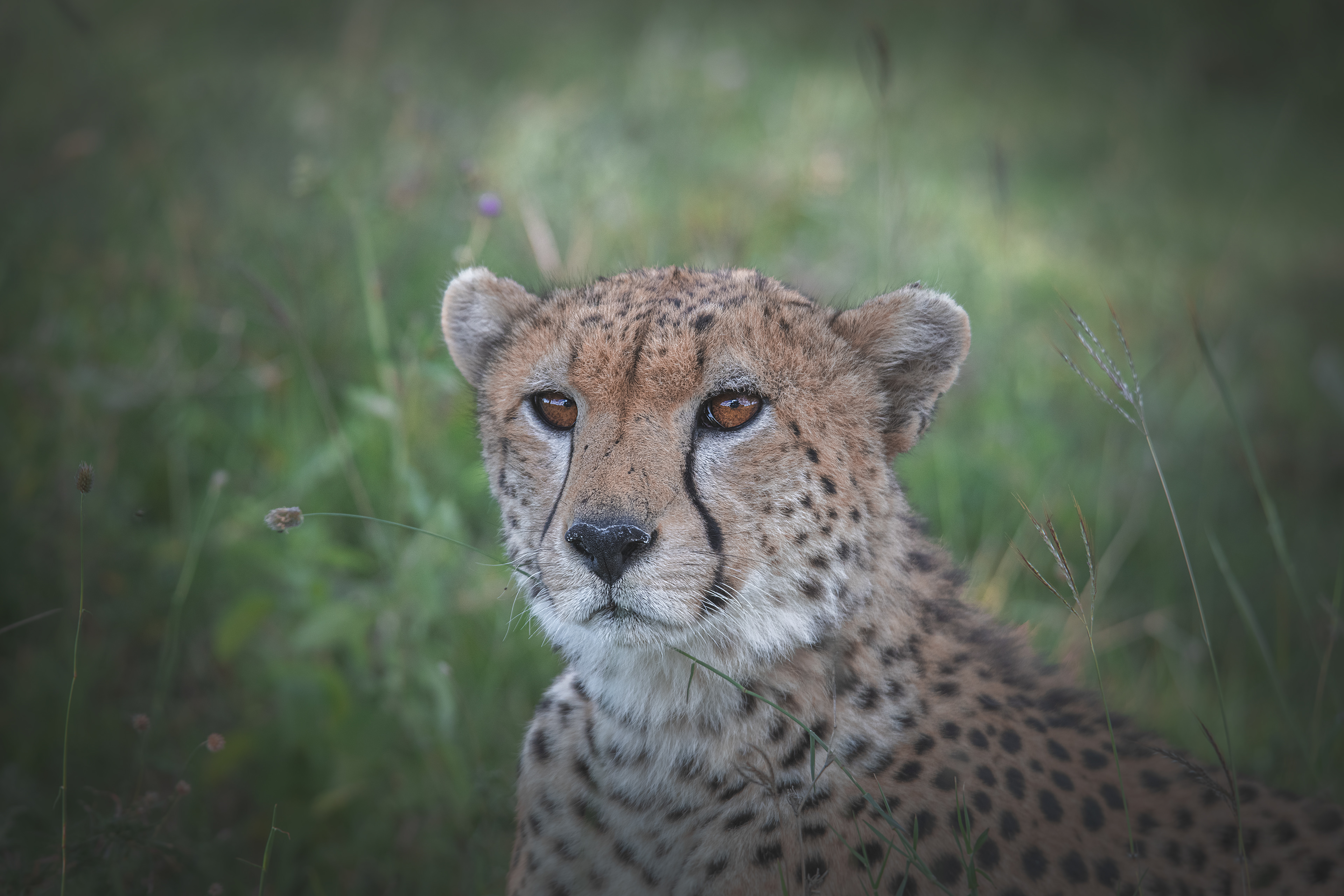 Guepardo (Acinonyx jubatus)