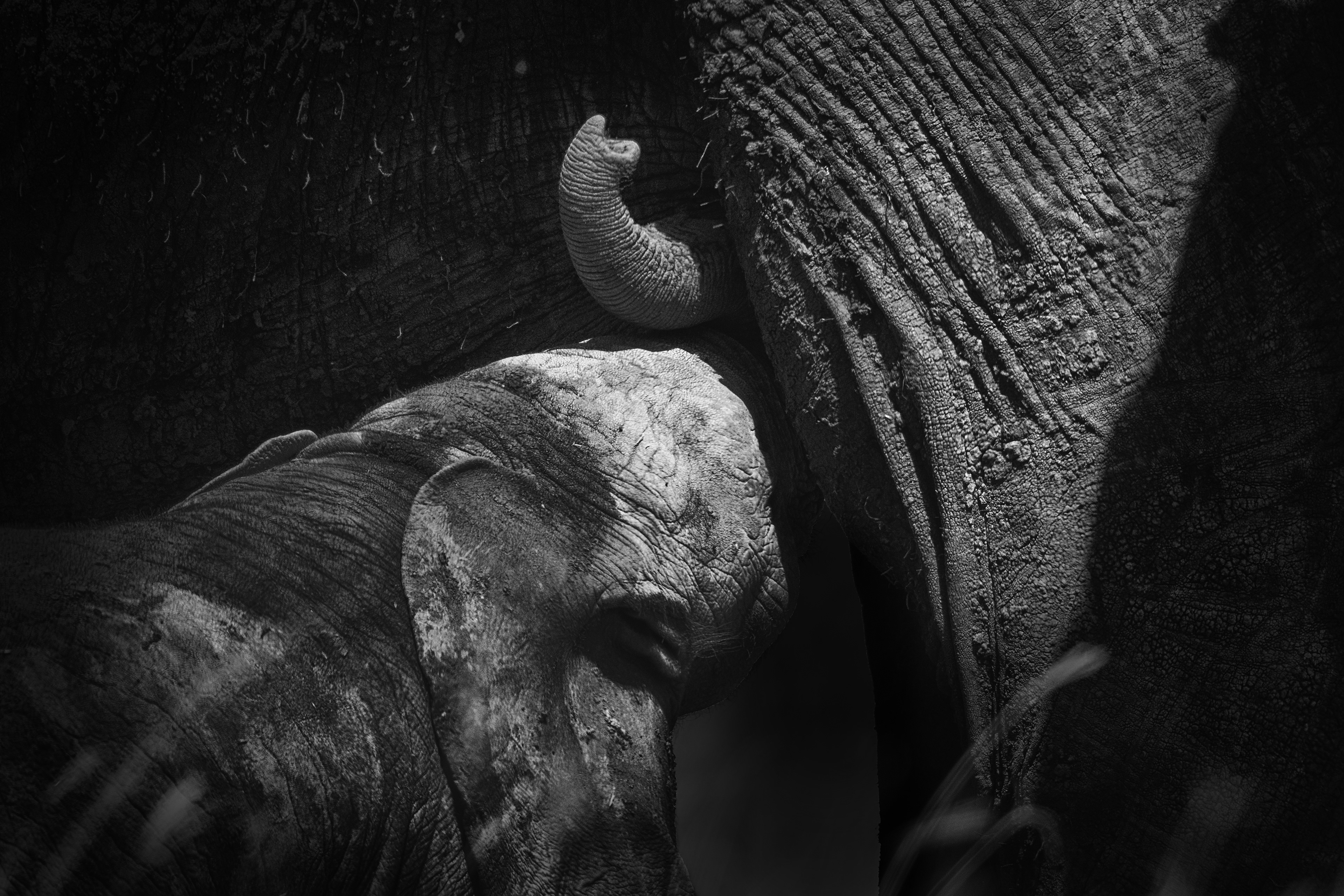 Elefante africano (Loxodonta africana)