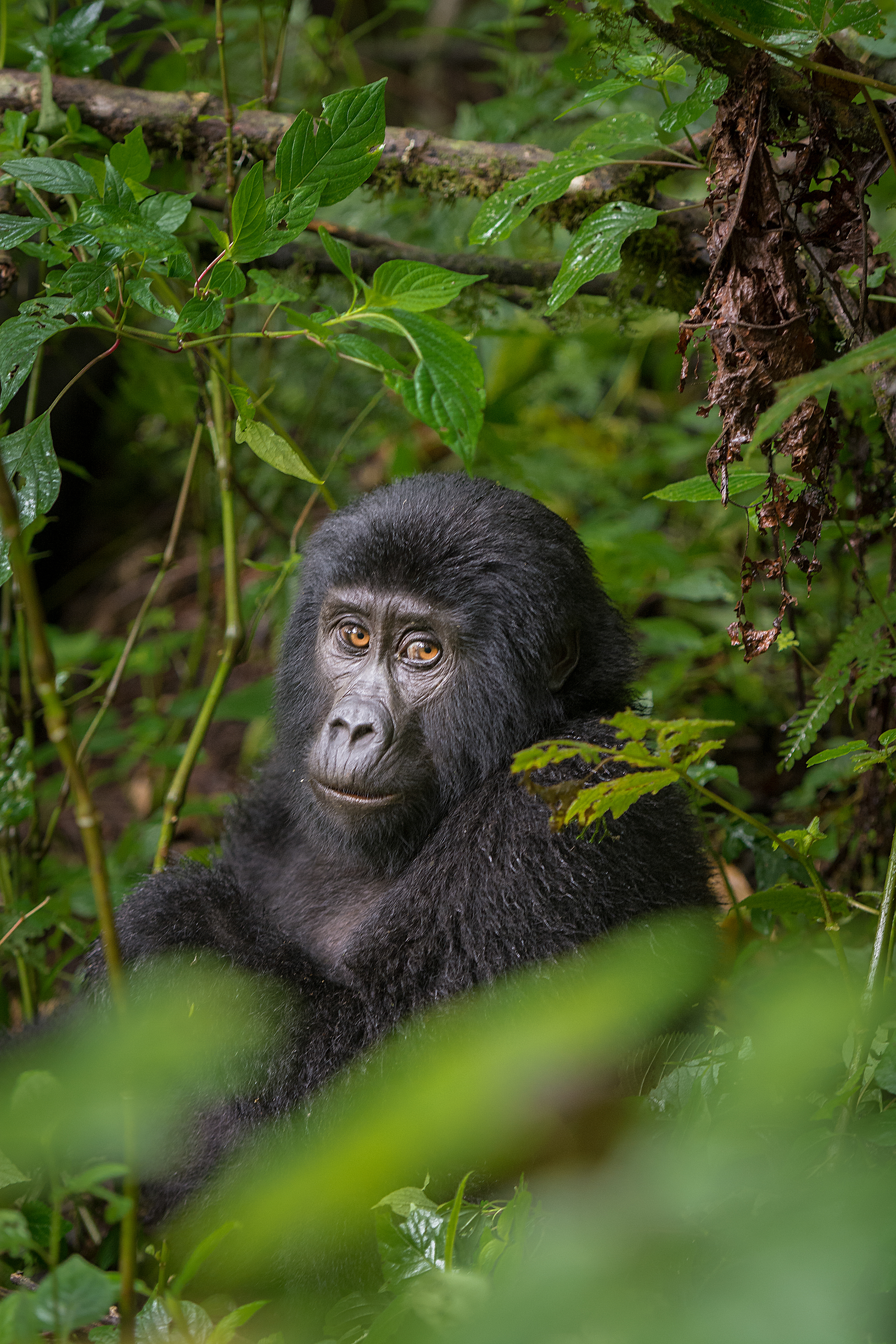 Gorila de Montaña (Gorilla beringei beringei)