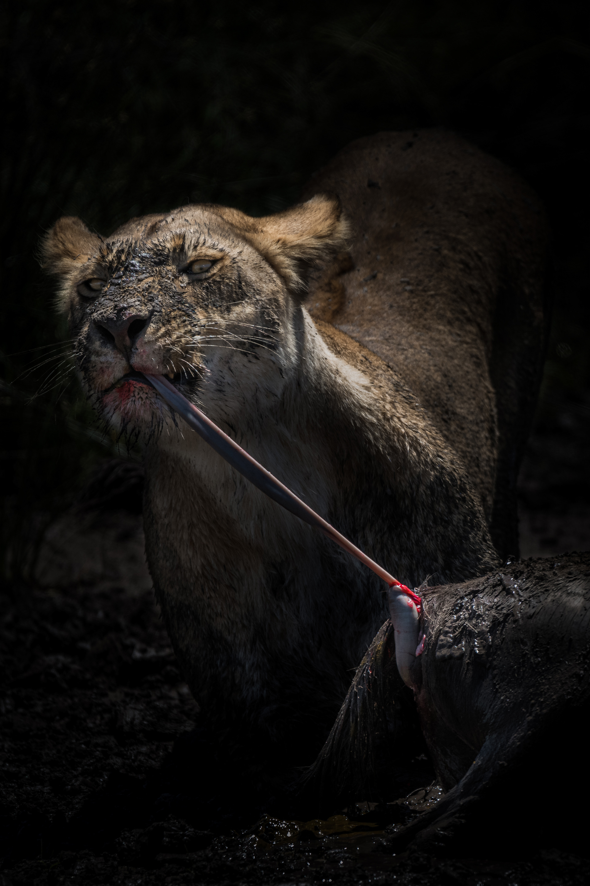 León (Panthera leo)