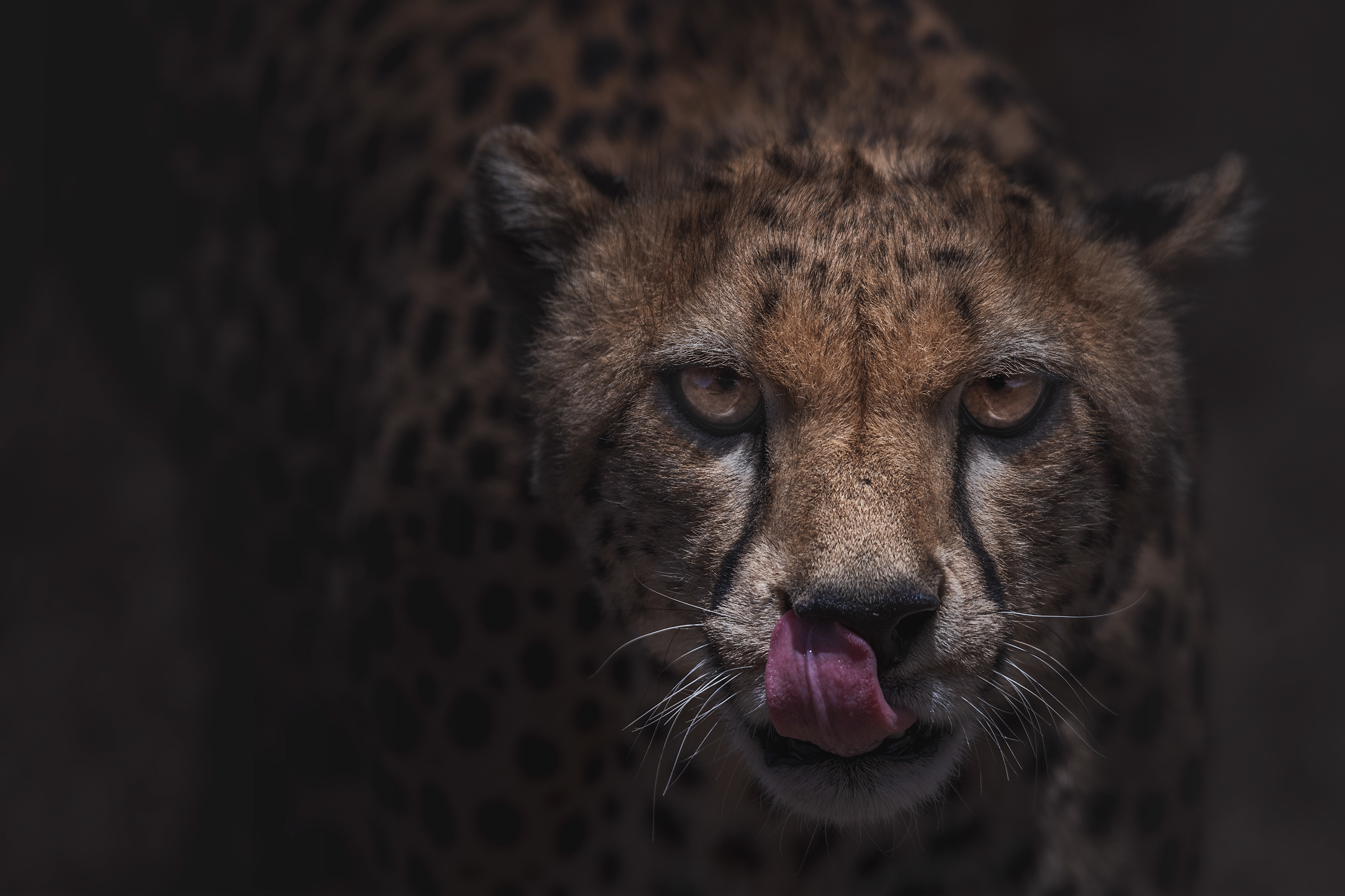 Guepardo (Acinonyx jubatus)