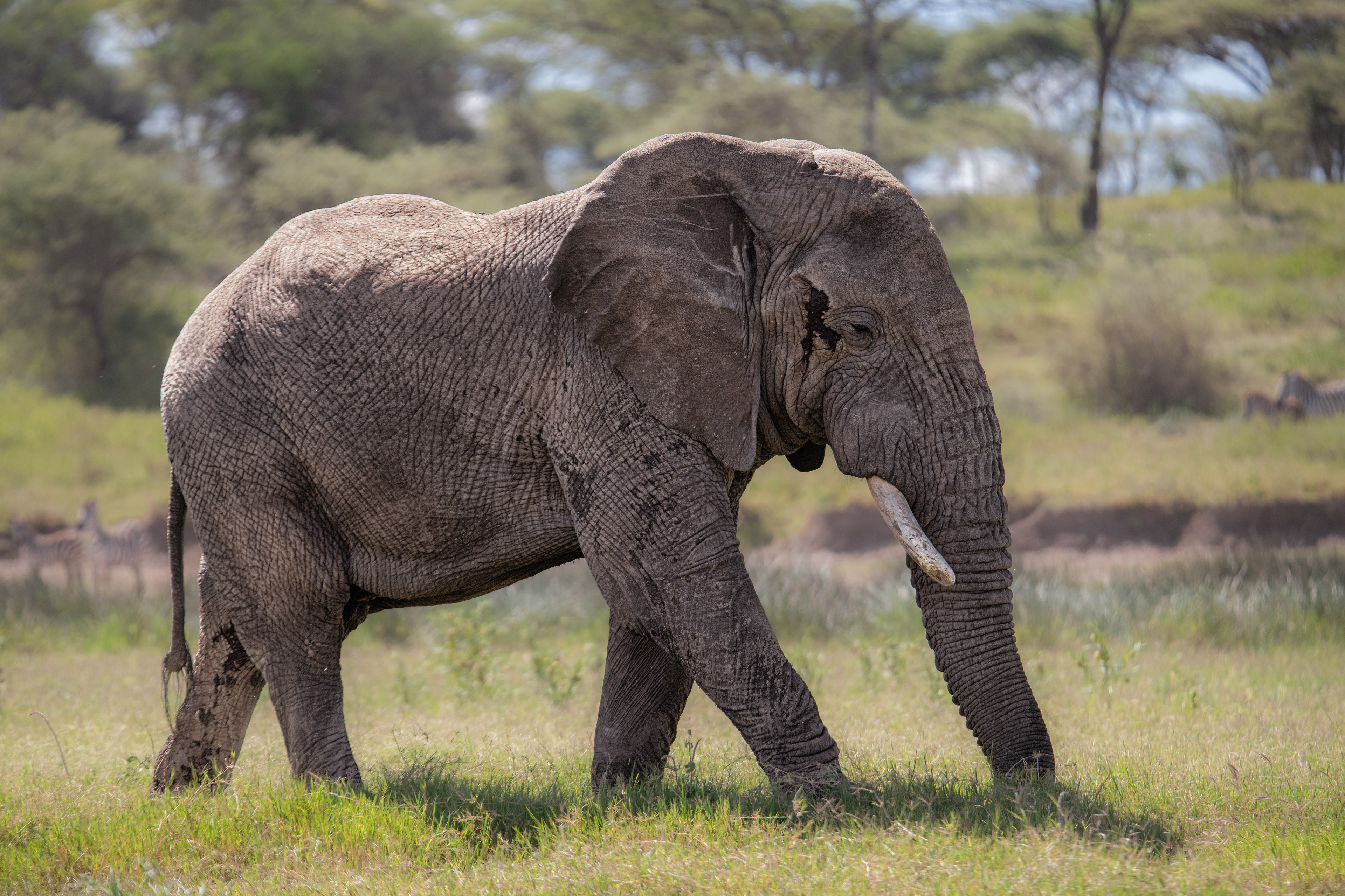Elefante africano (Loxodonta africana)
