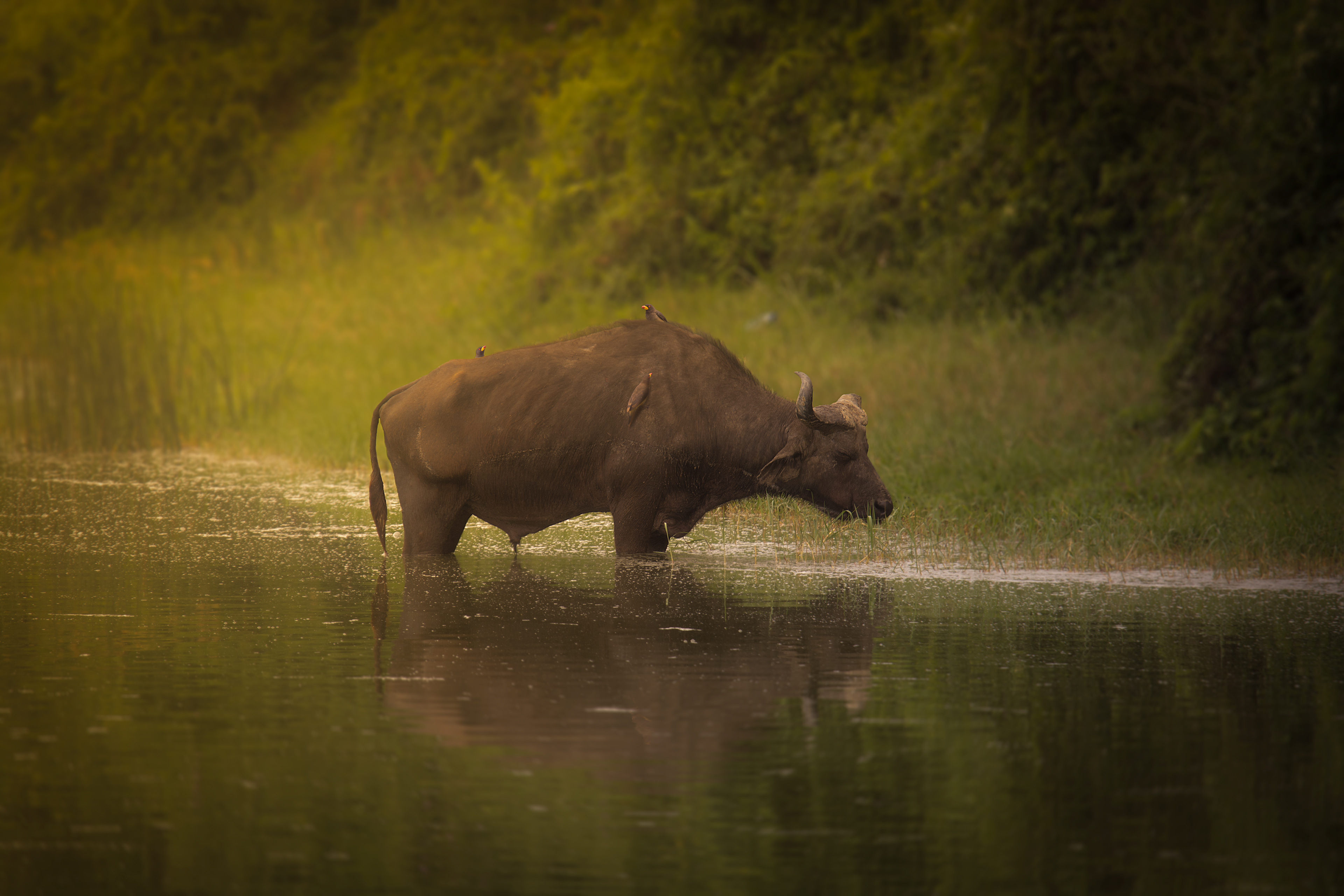 Búfalo cafre (Syncerus caffer)