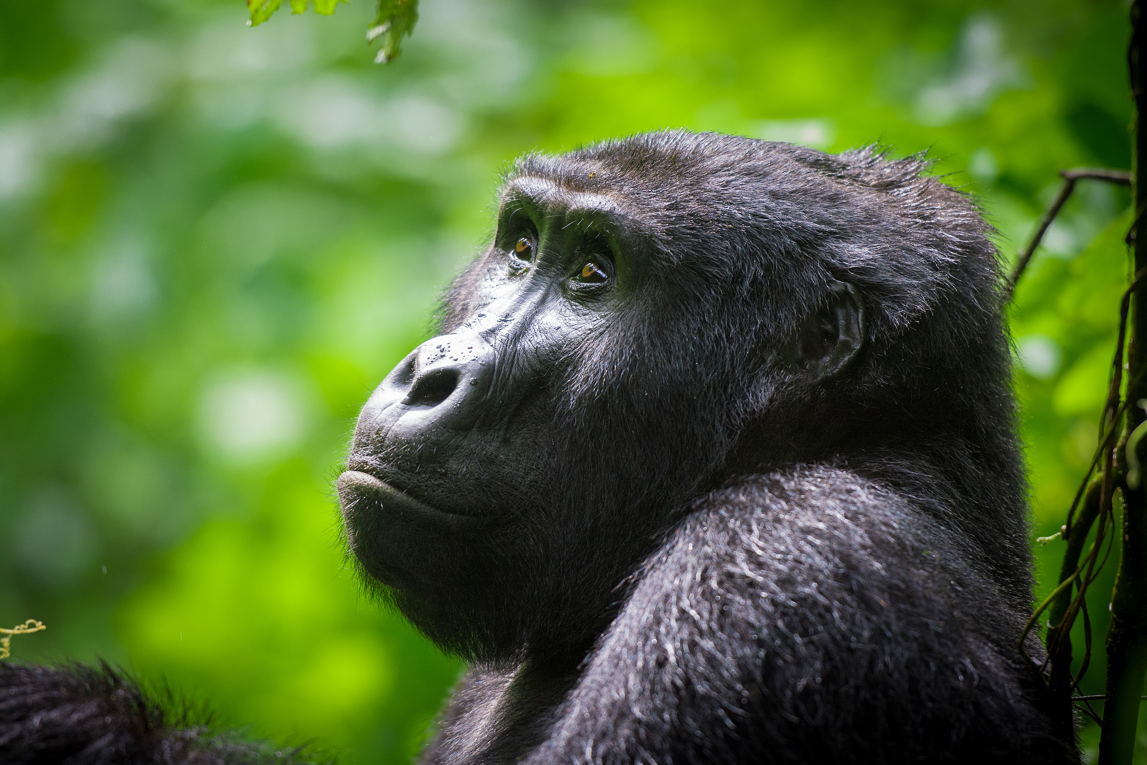 Gorila de Montaña (Gorilla beringei beringei)