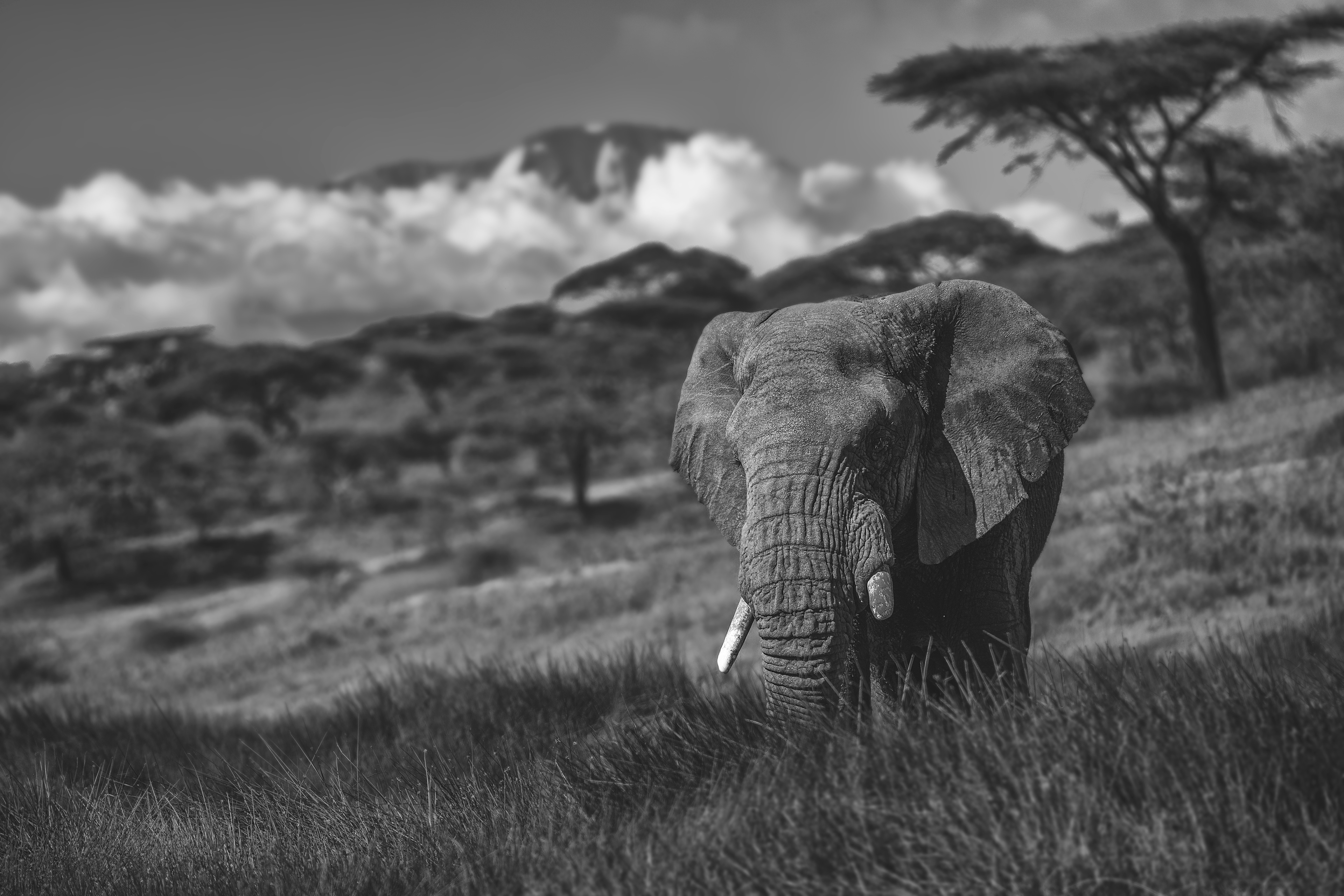 Elefante africano (Loxodonta africana)